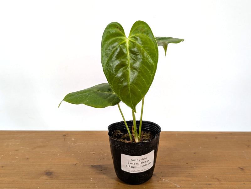 Anthurium Esmeraldense x Papillilaminum