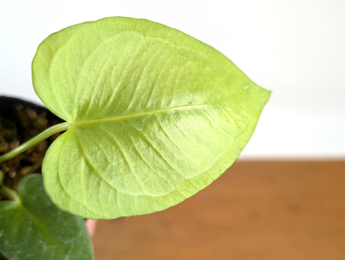 Anthurium Xanthophylloides