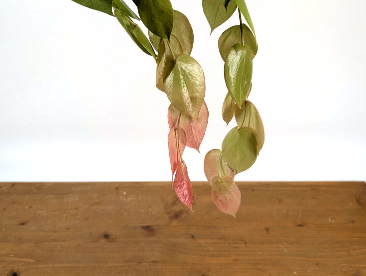 Ceratostema Pepeportillae