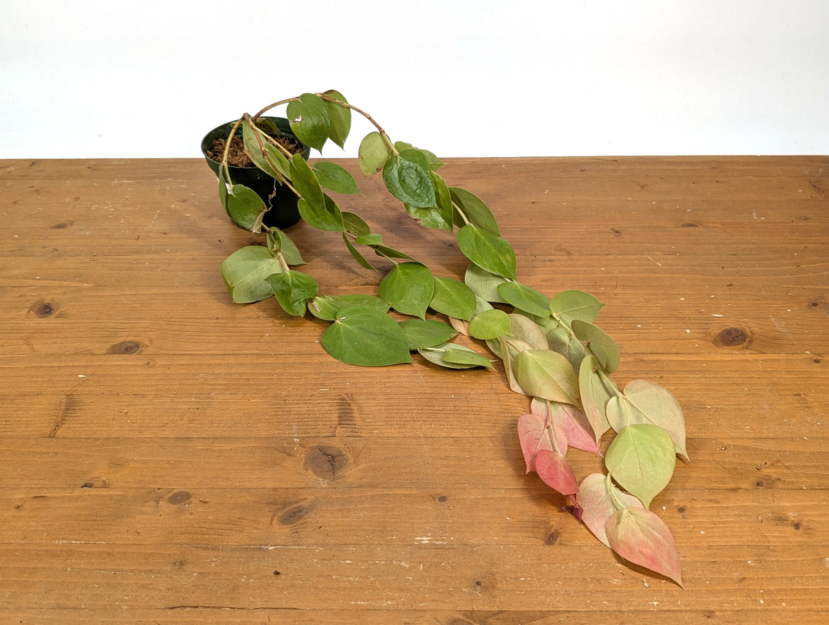 Ceratostema Pepeportillae