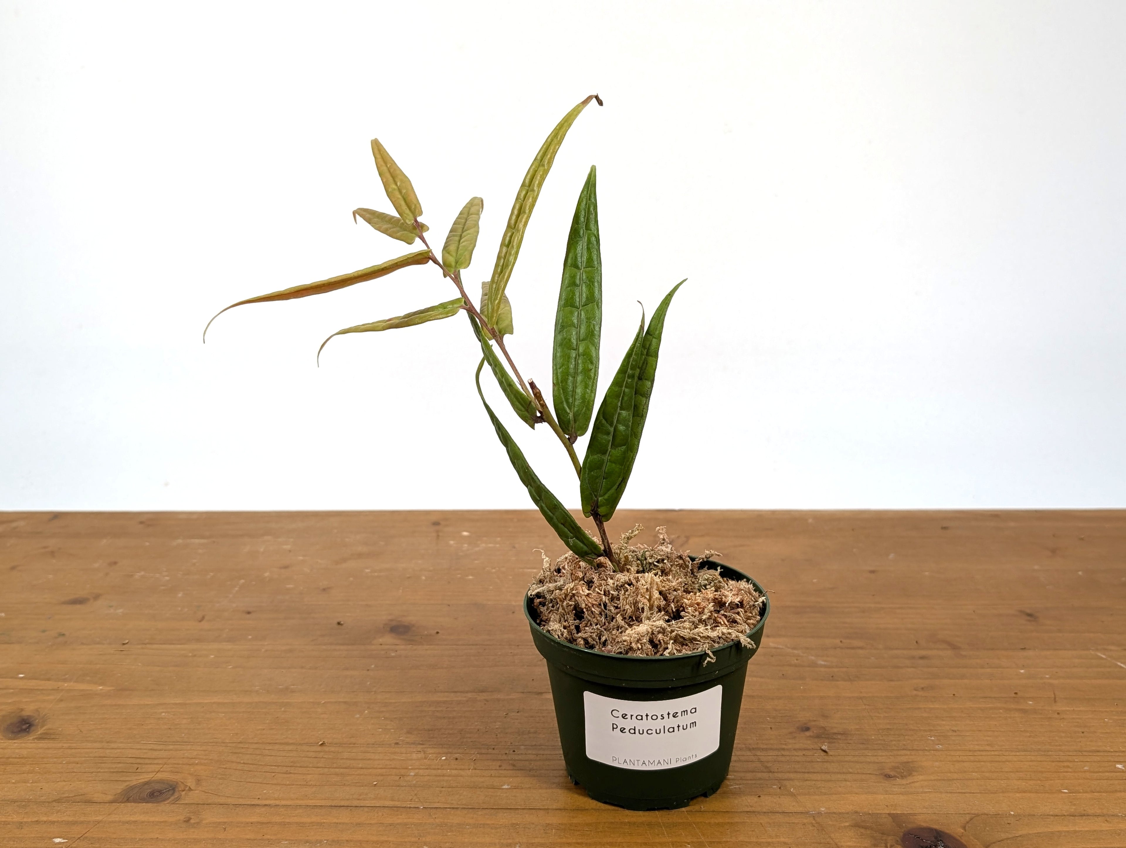 Ceratostema Pedunculatum