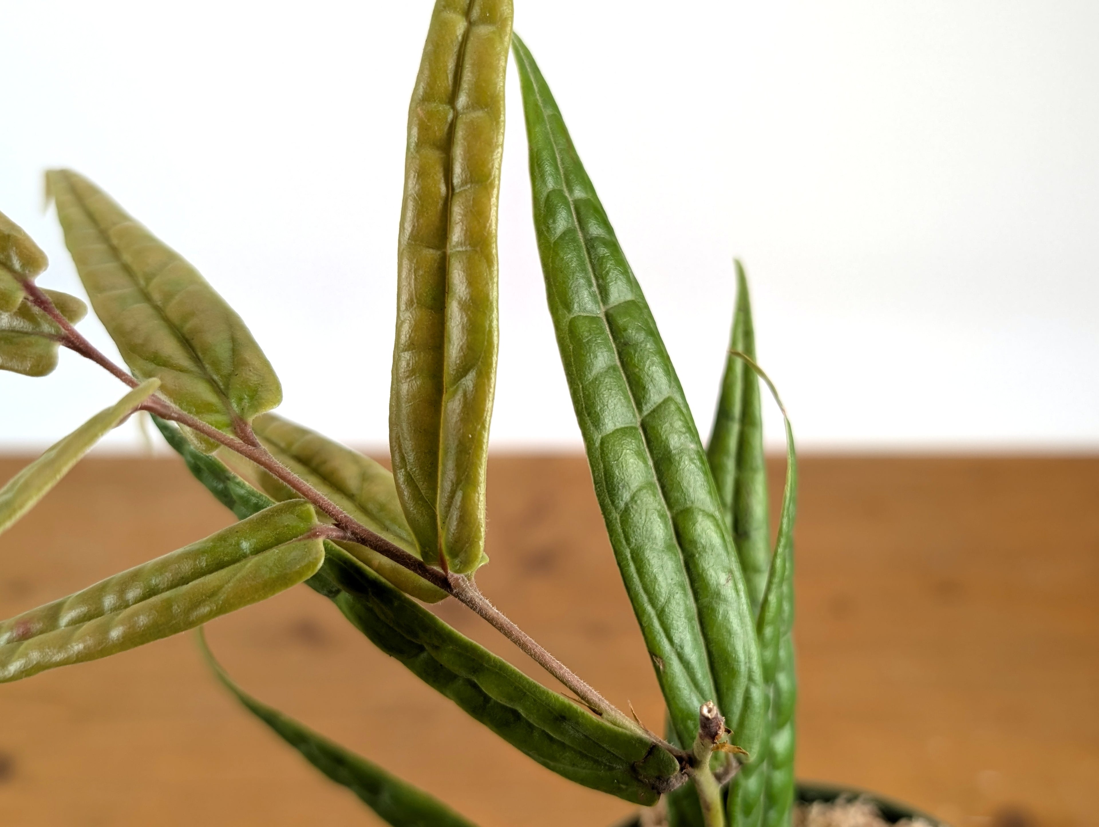 Ceratostema Pedunculatum