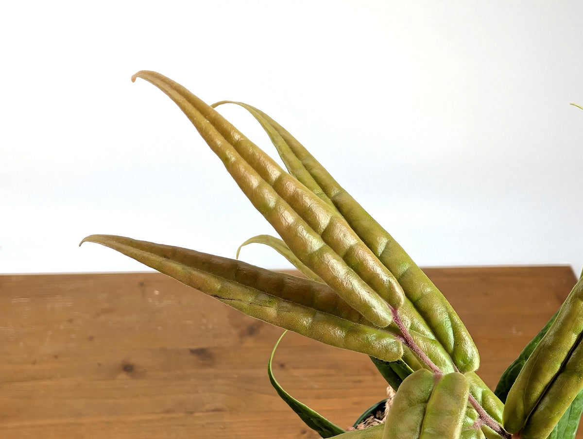 Ceratostema Pedunculatum