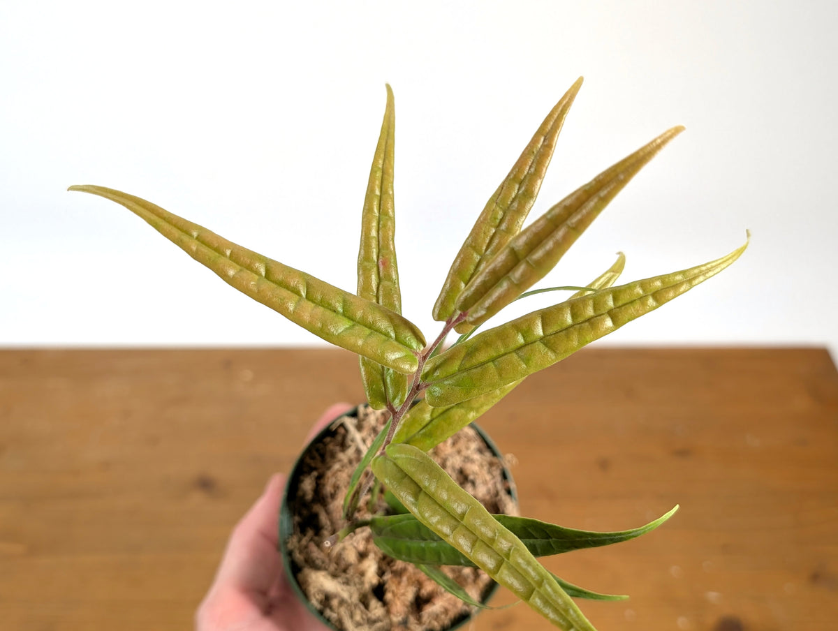 Ceratostema Pedunculatum