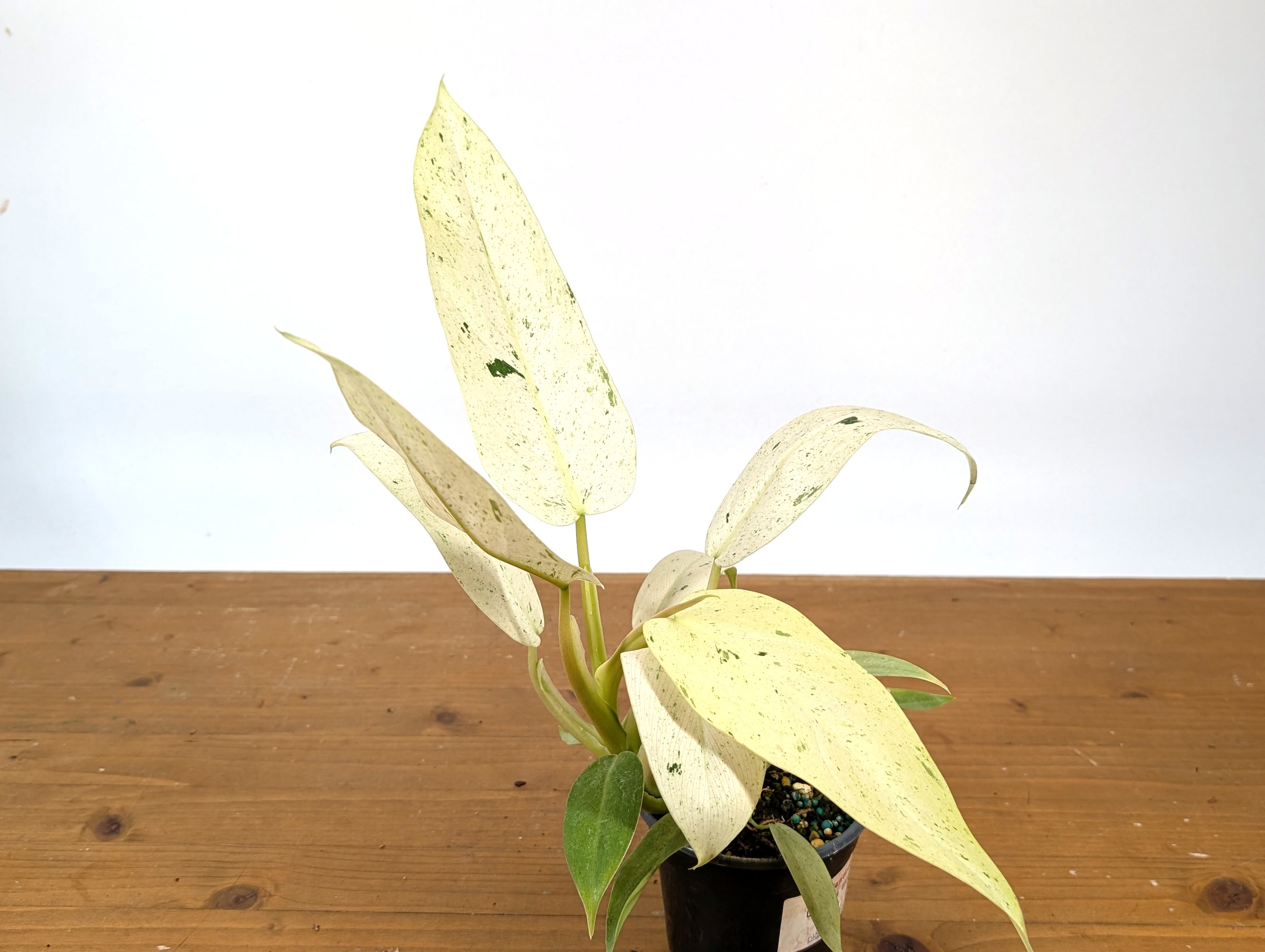 EXACT Philodendron Whipple Way Variegated Live Plant - Plant 04A