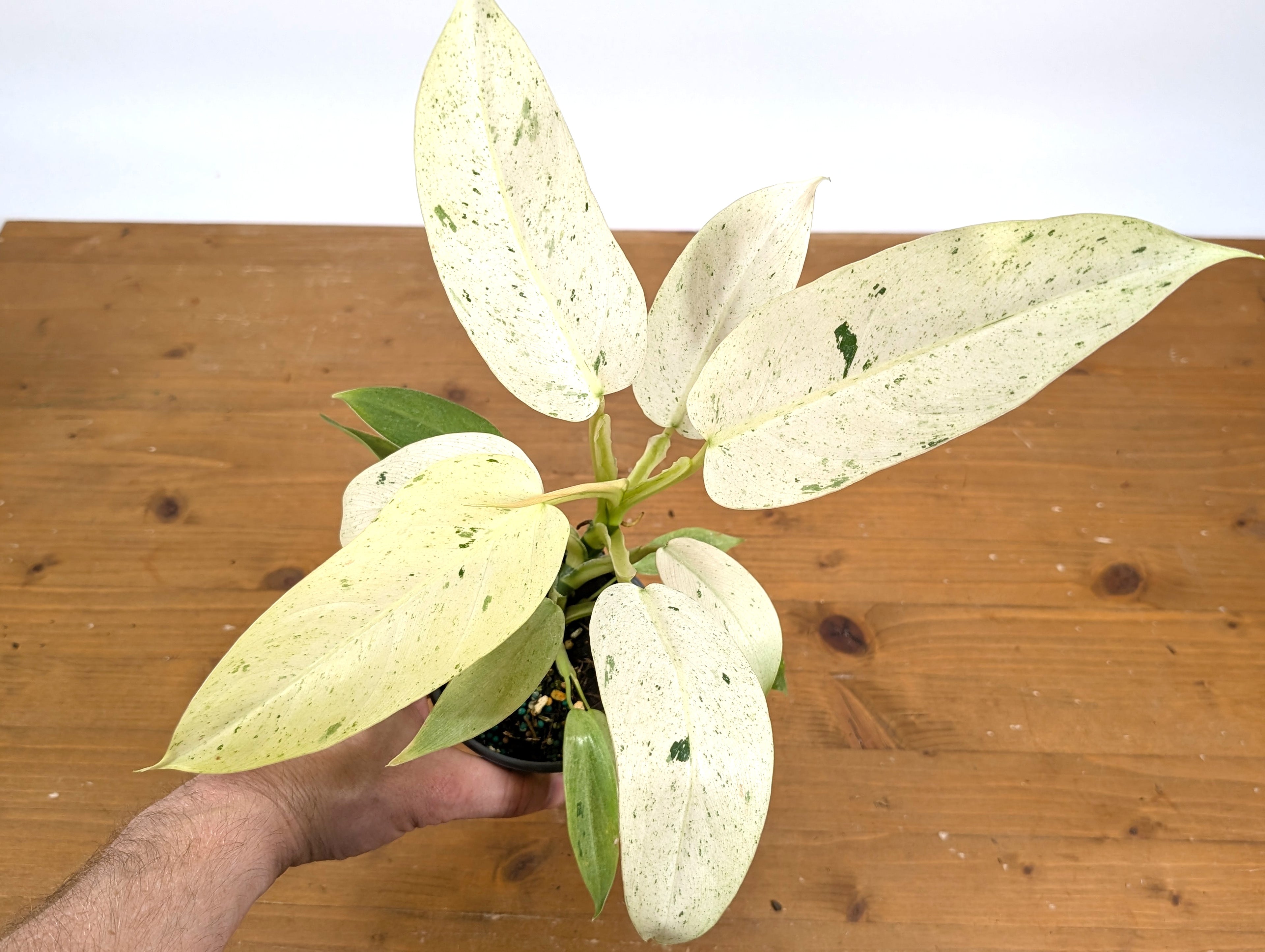 EXACT Philodendron Whipple Way Variegated Live Plant - Plant 04A