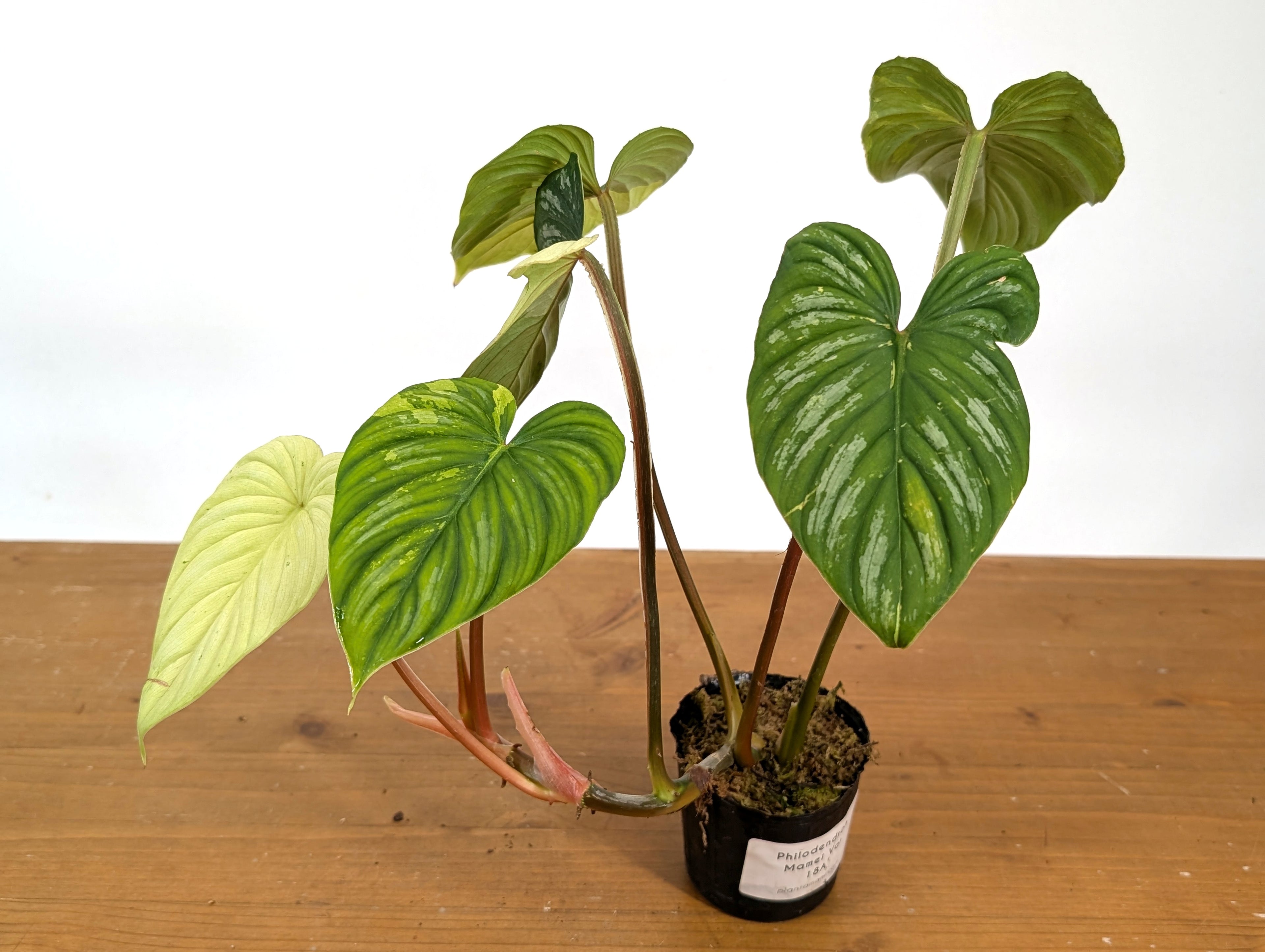 Philodendron Mamei Variegated