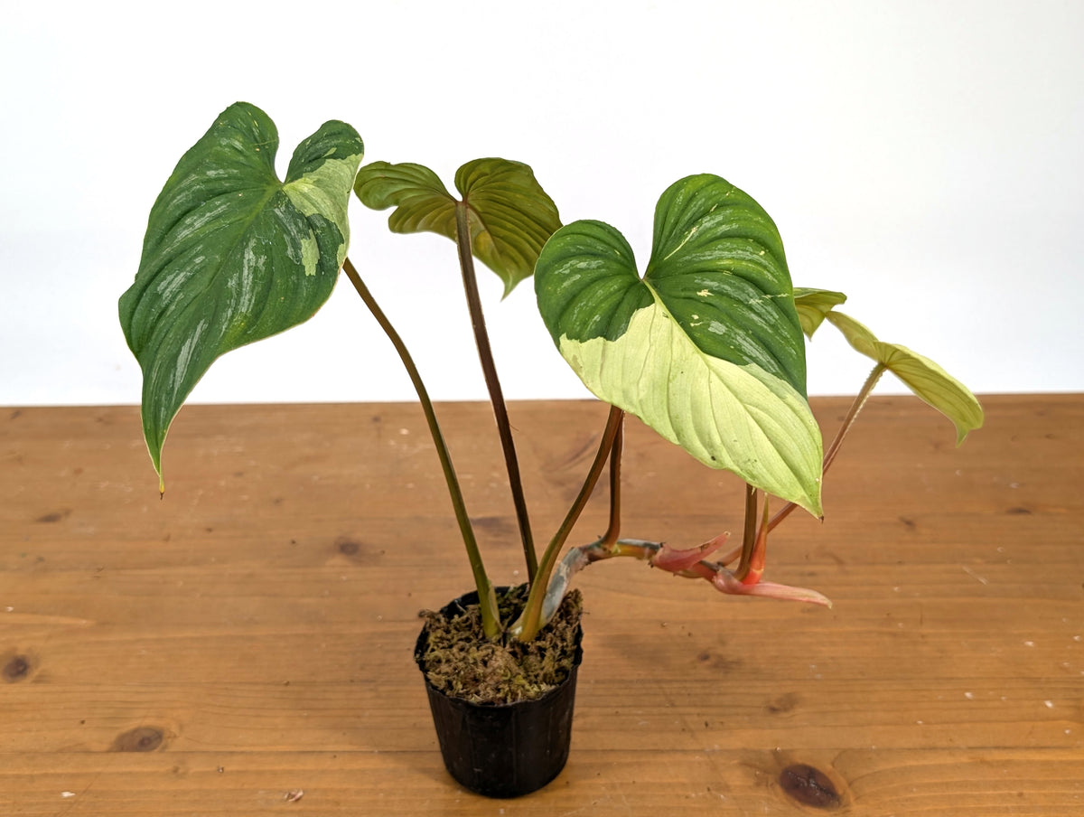 Philodendron Mamei Variegated