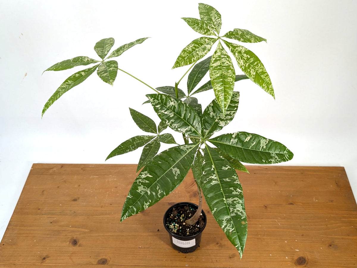 'Milky Way' Variegated Money Tree - Pachira Glabra