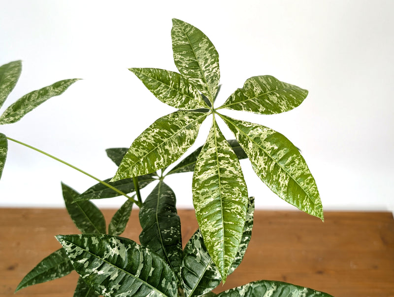 'Milky Way' Variegated Money Tree - Pachira Glabra