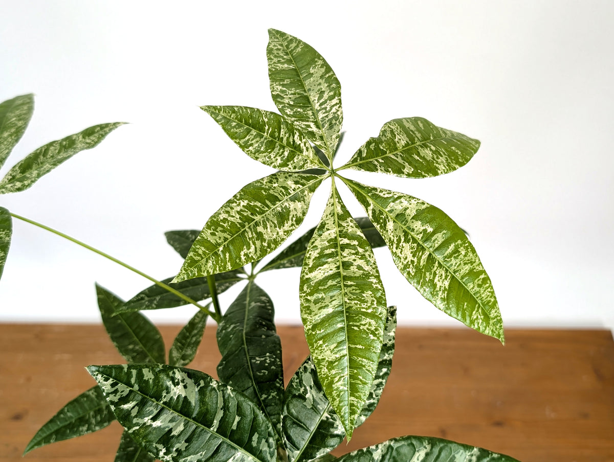 'Milky Way' Variegated Money Tree - Pachira Glabra