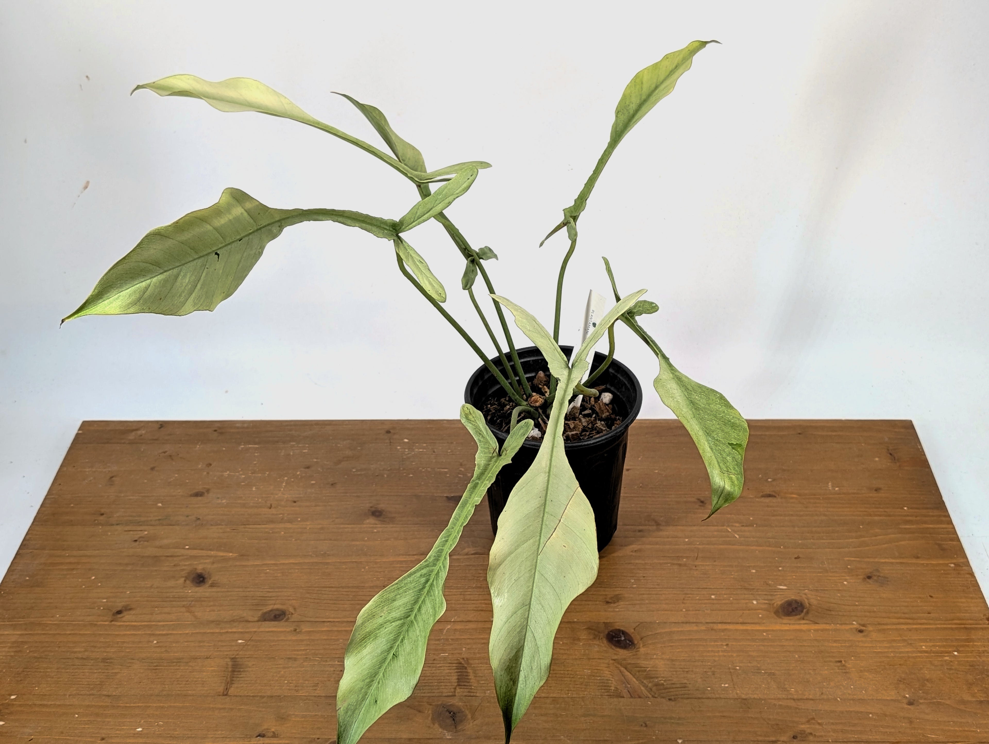 EXACT "Frosty" Philodendron Joepii Mint Ghost Variegated