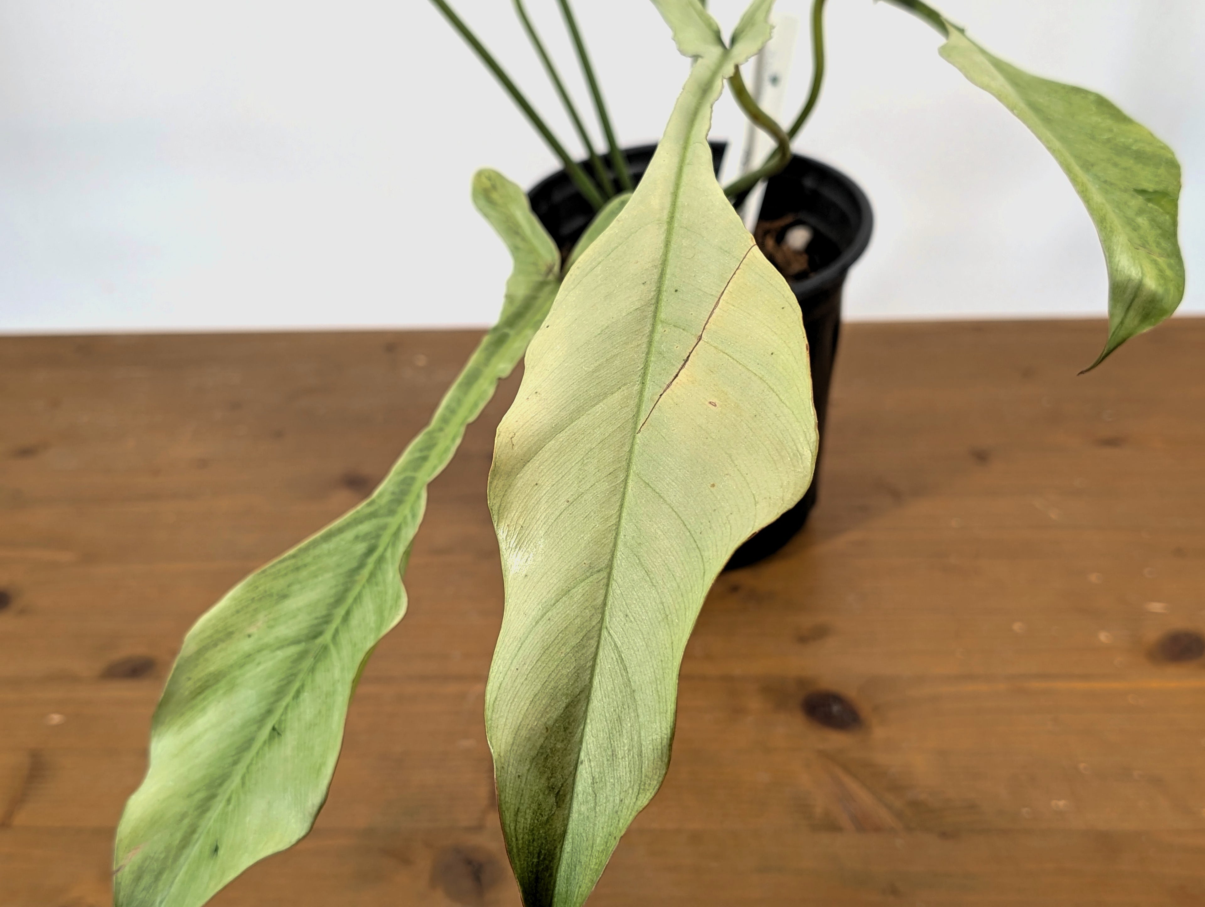 EXACT "Frosty" Philodendron Joepii Mint Ghost Variegated
