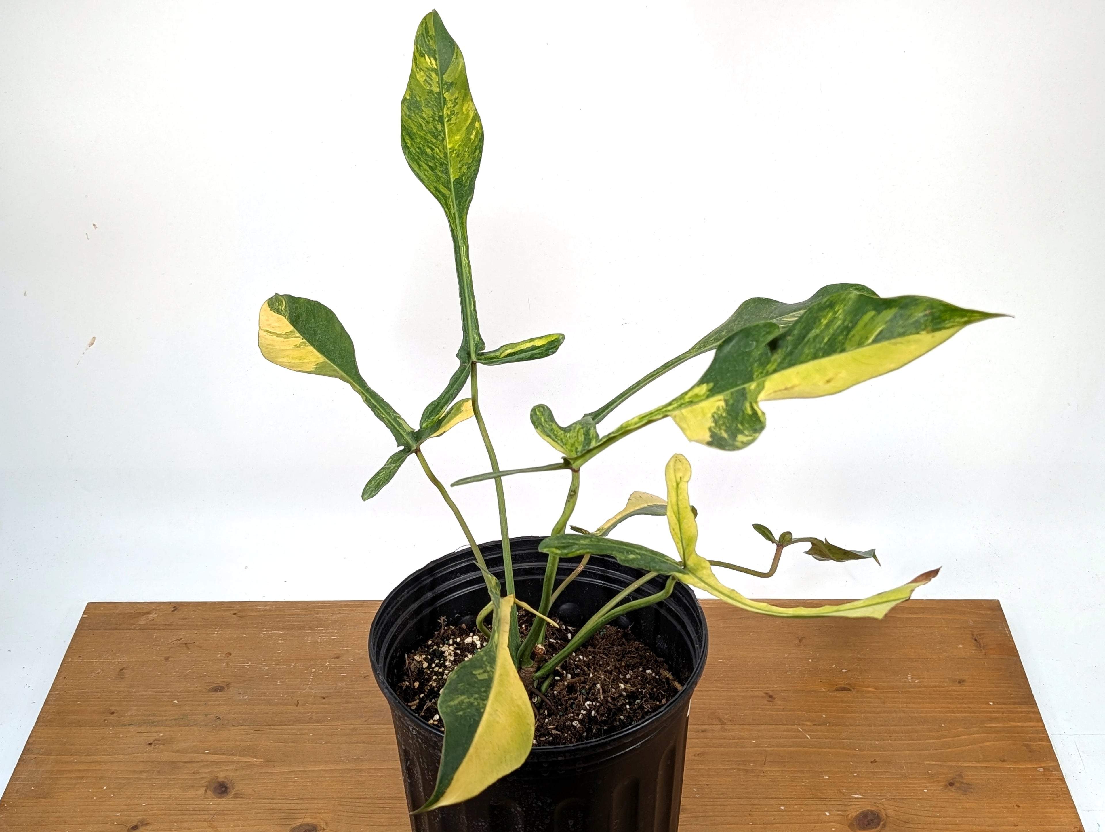 EXACT Philodendron Joepii Variegated