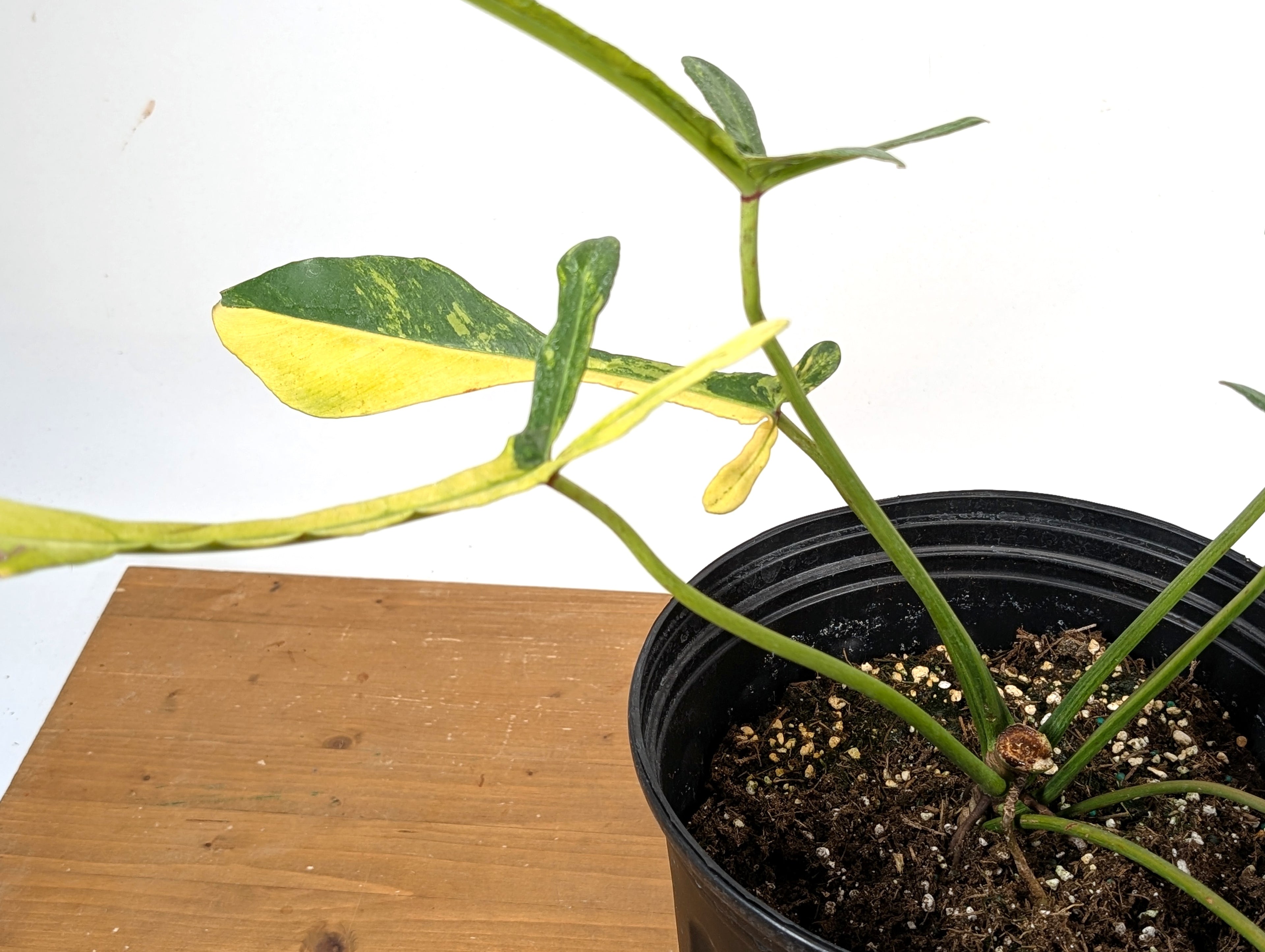 EXACT Philodendron Joepii Variegated
