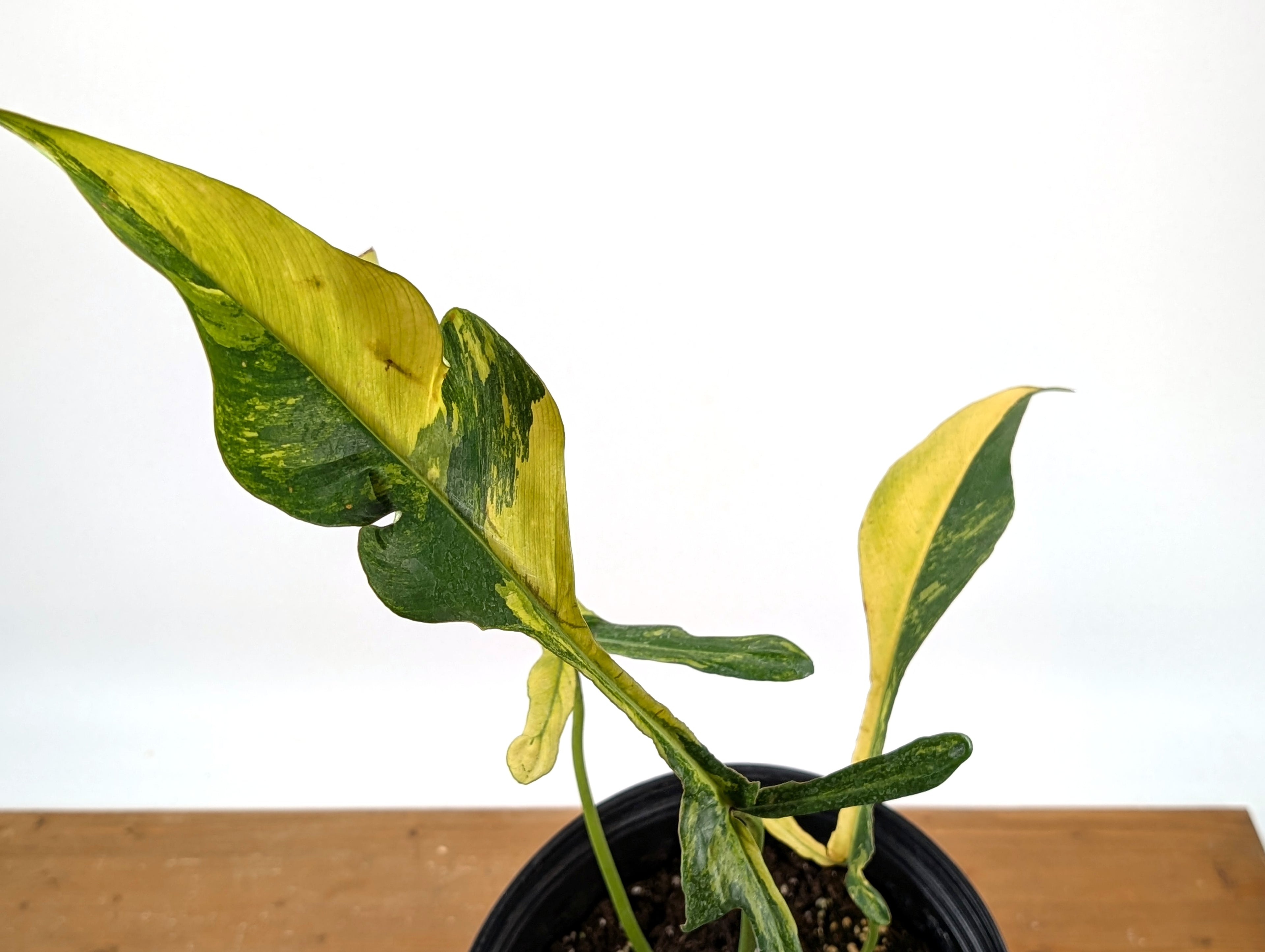 EXACT Philodendron Joepii Variegated