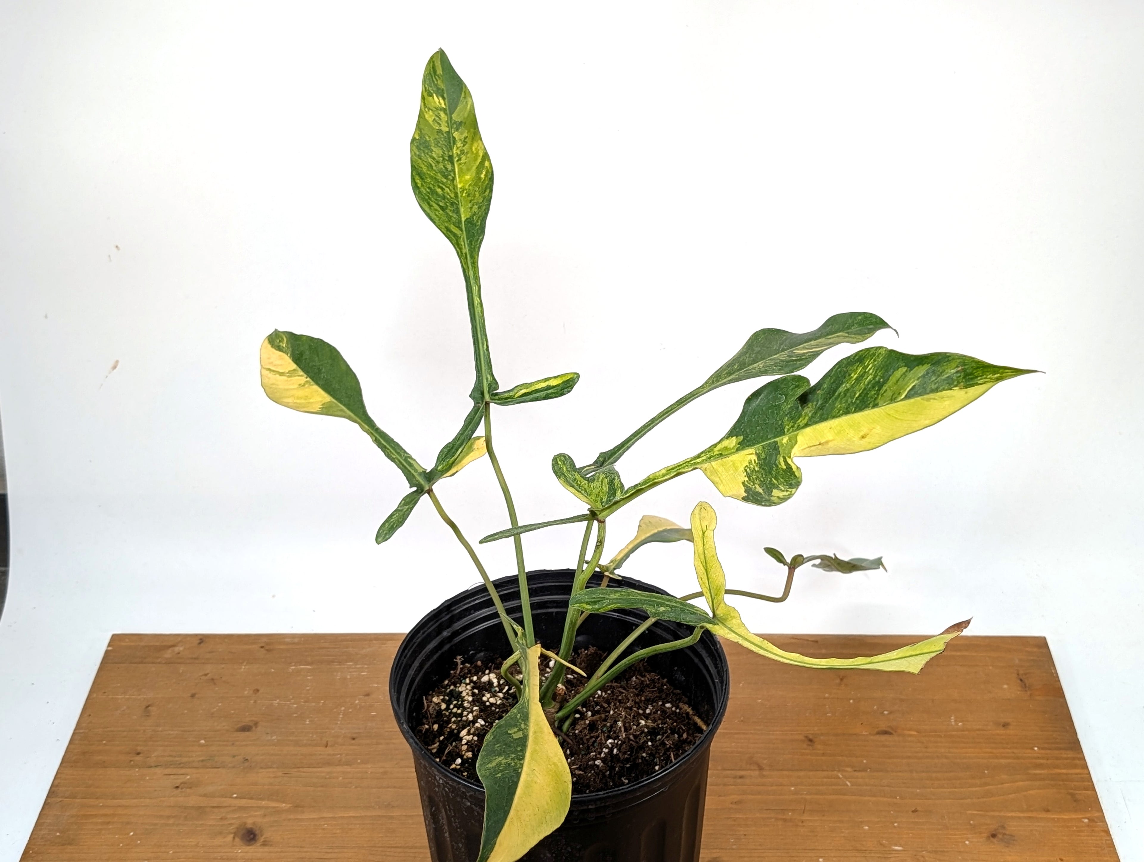 EXACT Philodendron Joepii Variegated