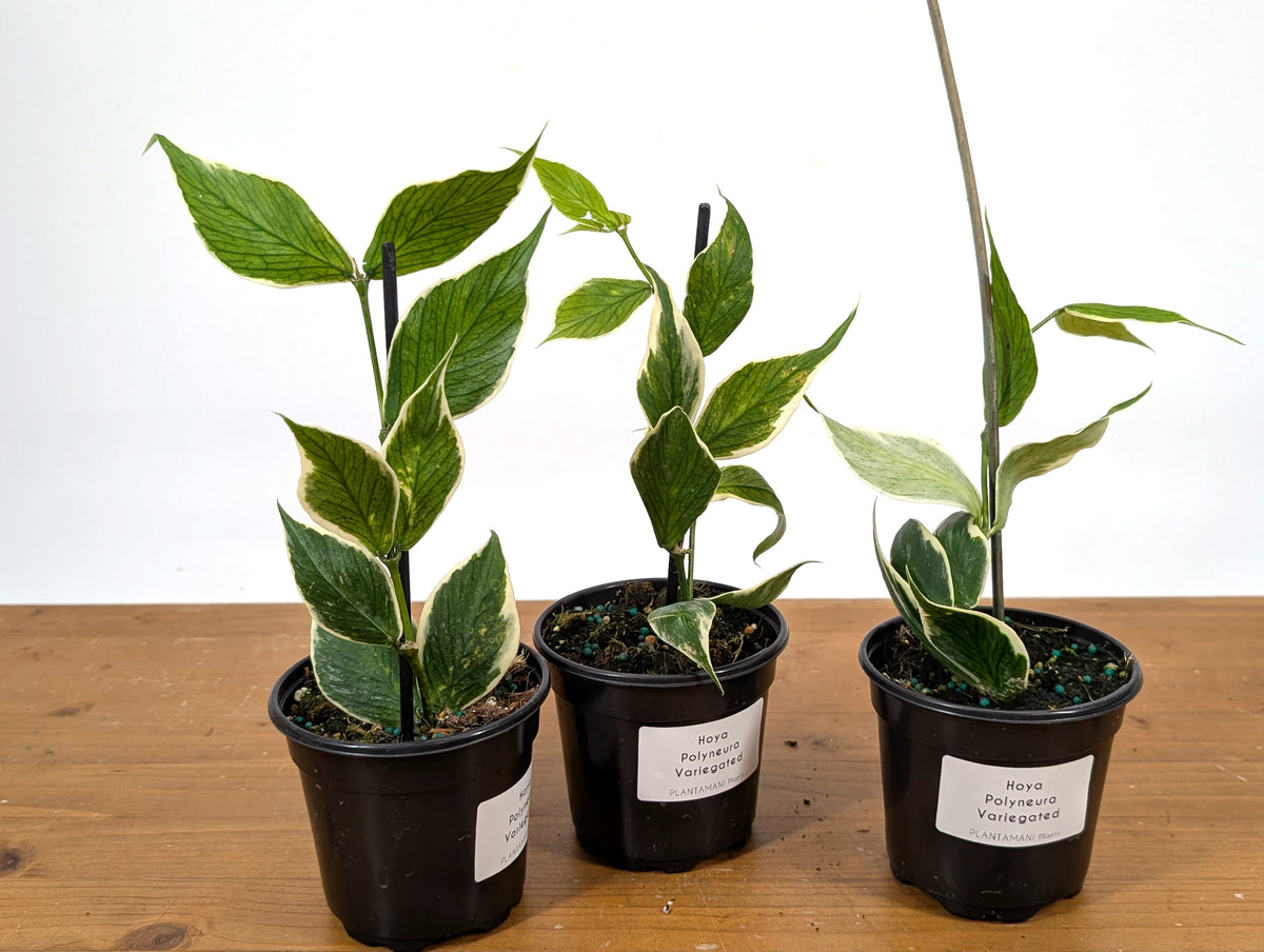 Hoya Polyneura Outer Variegated Fish Tail