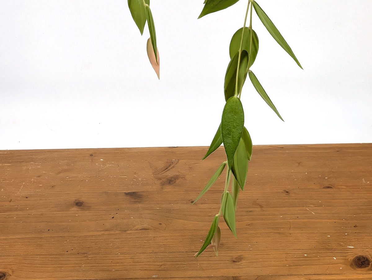 Ceratostema Villosa