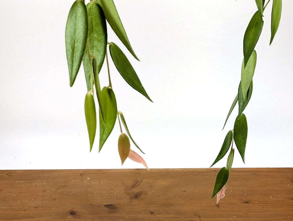 Ceratostema Villosa