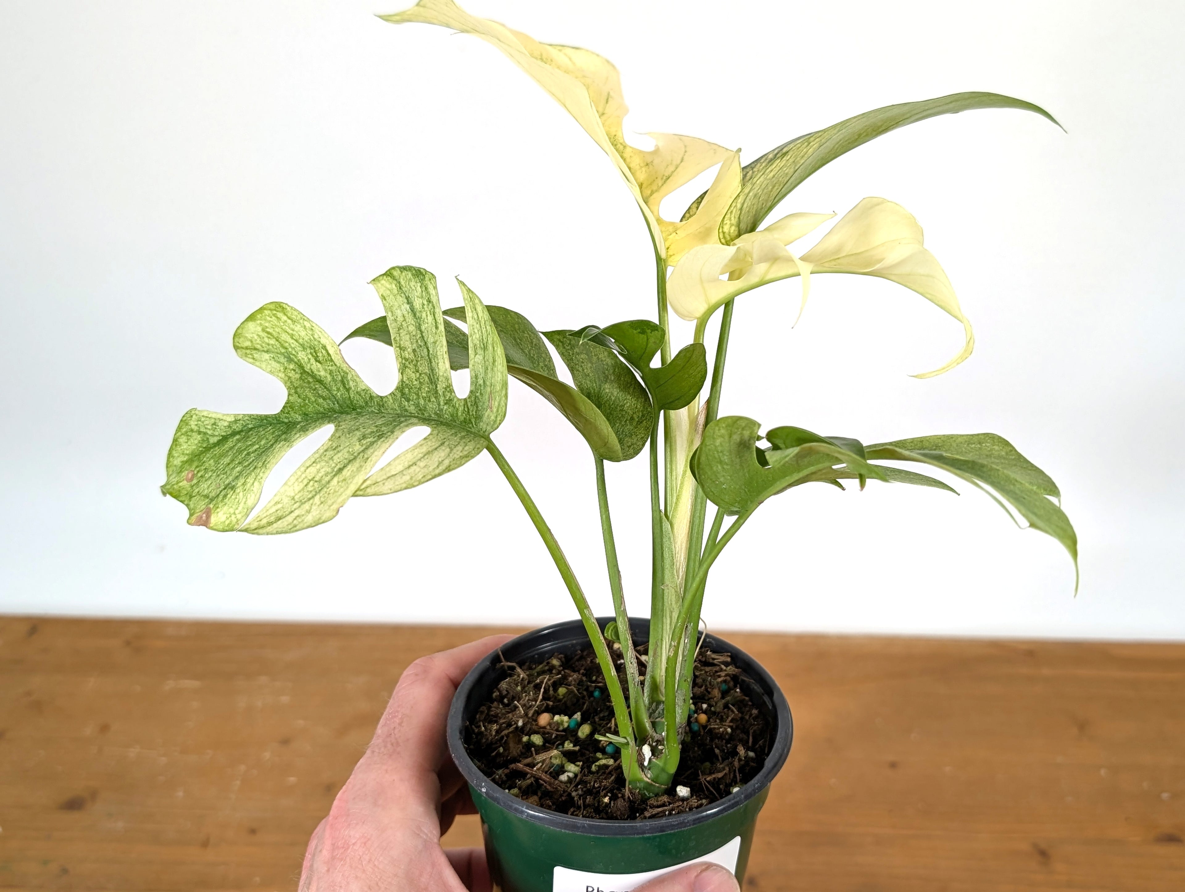 Rhaphidophora Tetrasperma White Monster Exact Plant