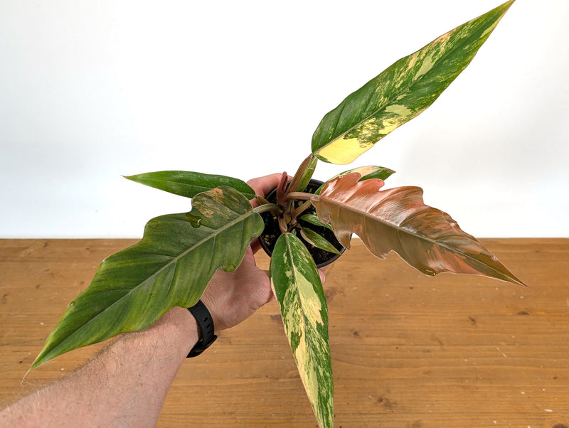 Philodendron Caramel Marble Variegated