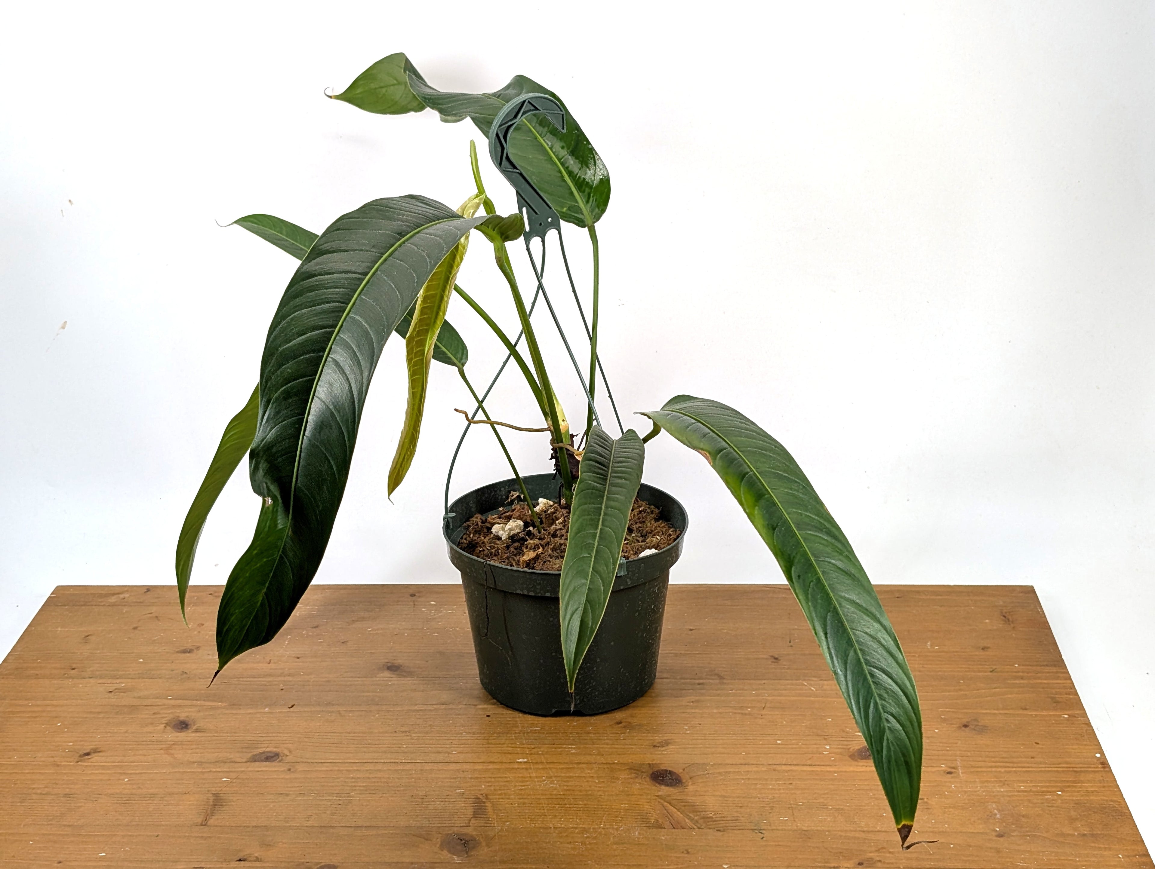 Philodendron Heterocraspedon Exact Plant 8" Hanging Basket
