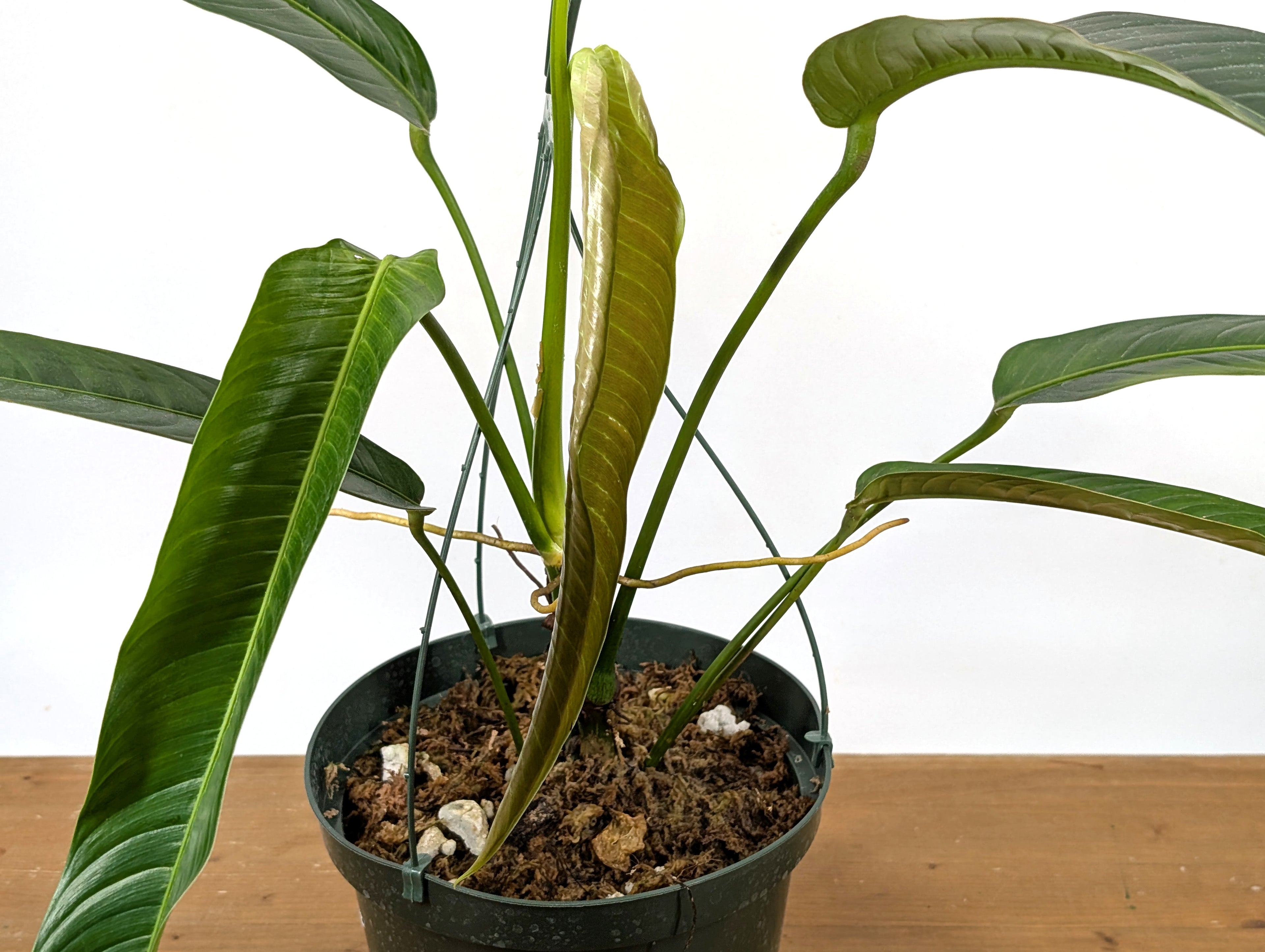 Philodendron Heterocraspedon Exact Plant 8" Hanging Basket