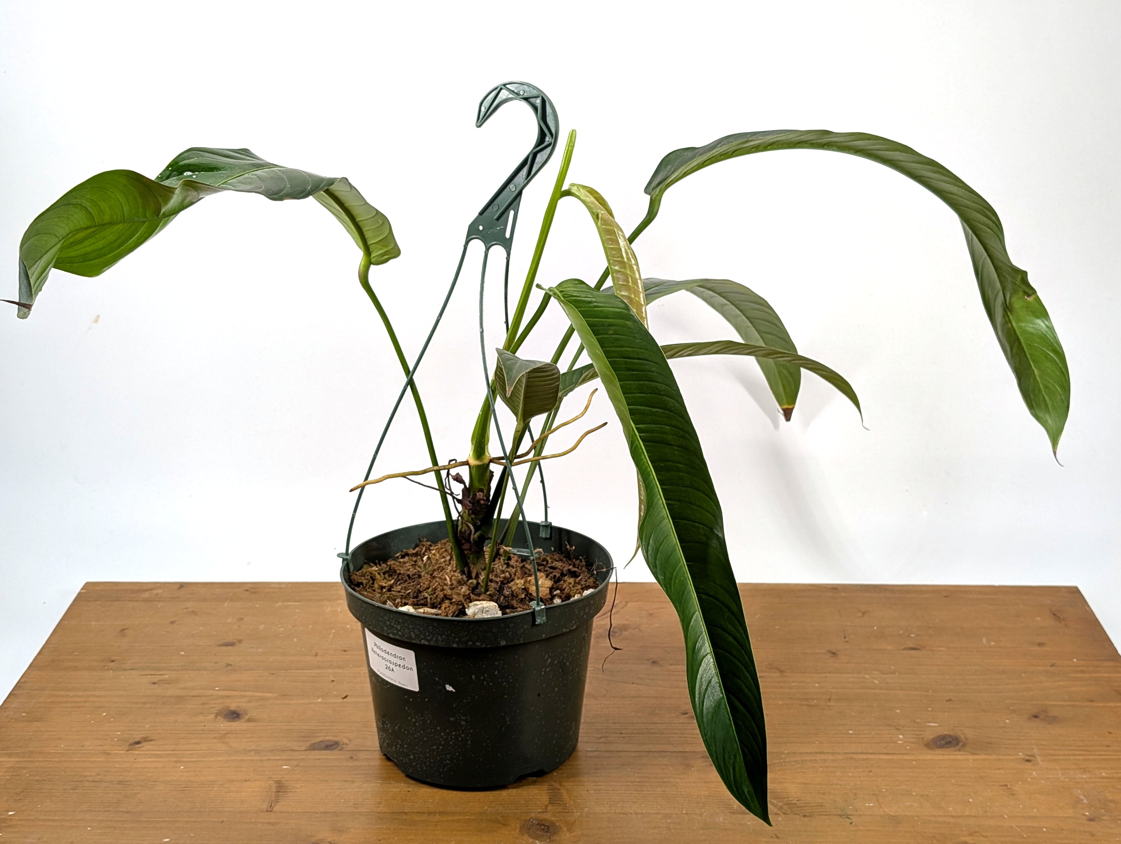 Philodendron Heterocraspedon Exact Plant 8" Hanging Basket