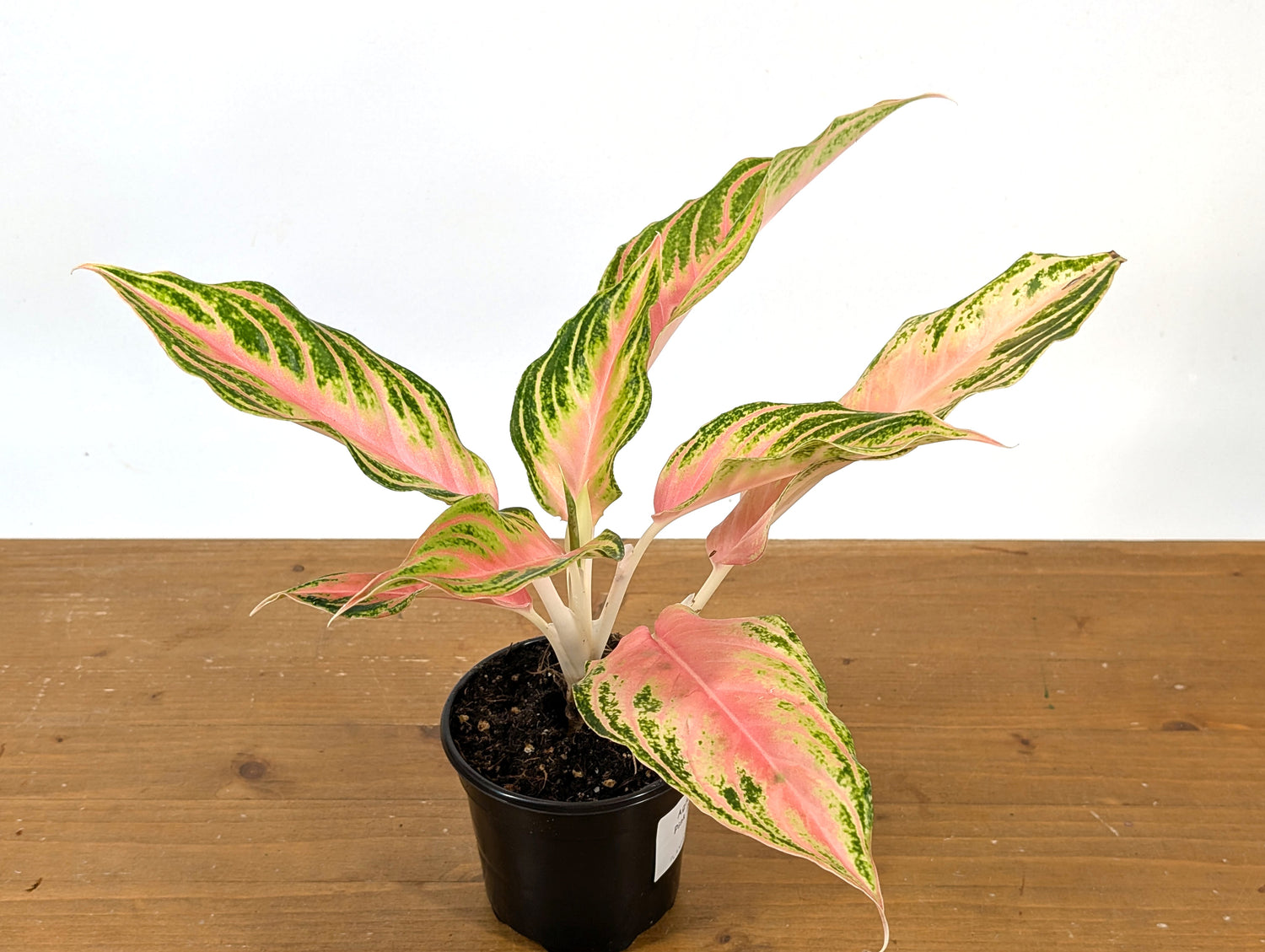 Aglaonema Pink Panama