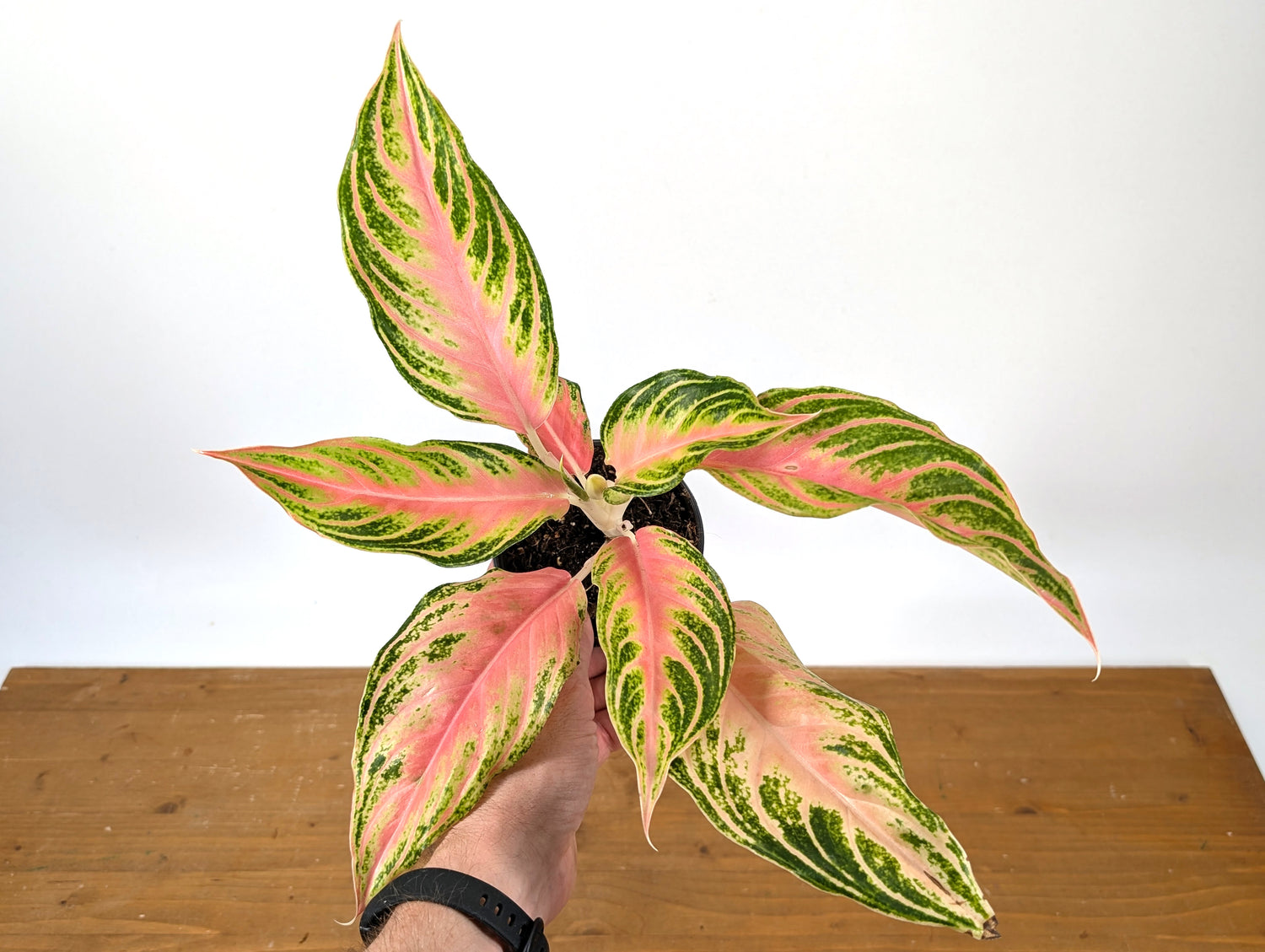 Aglaonema Pink Panama