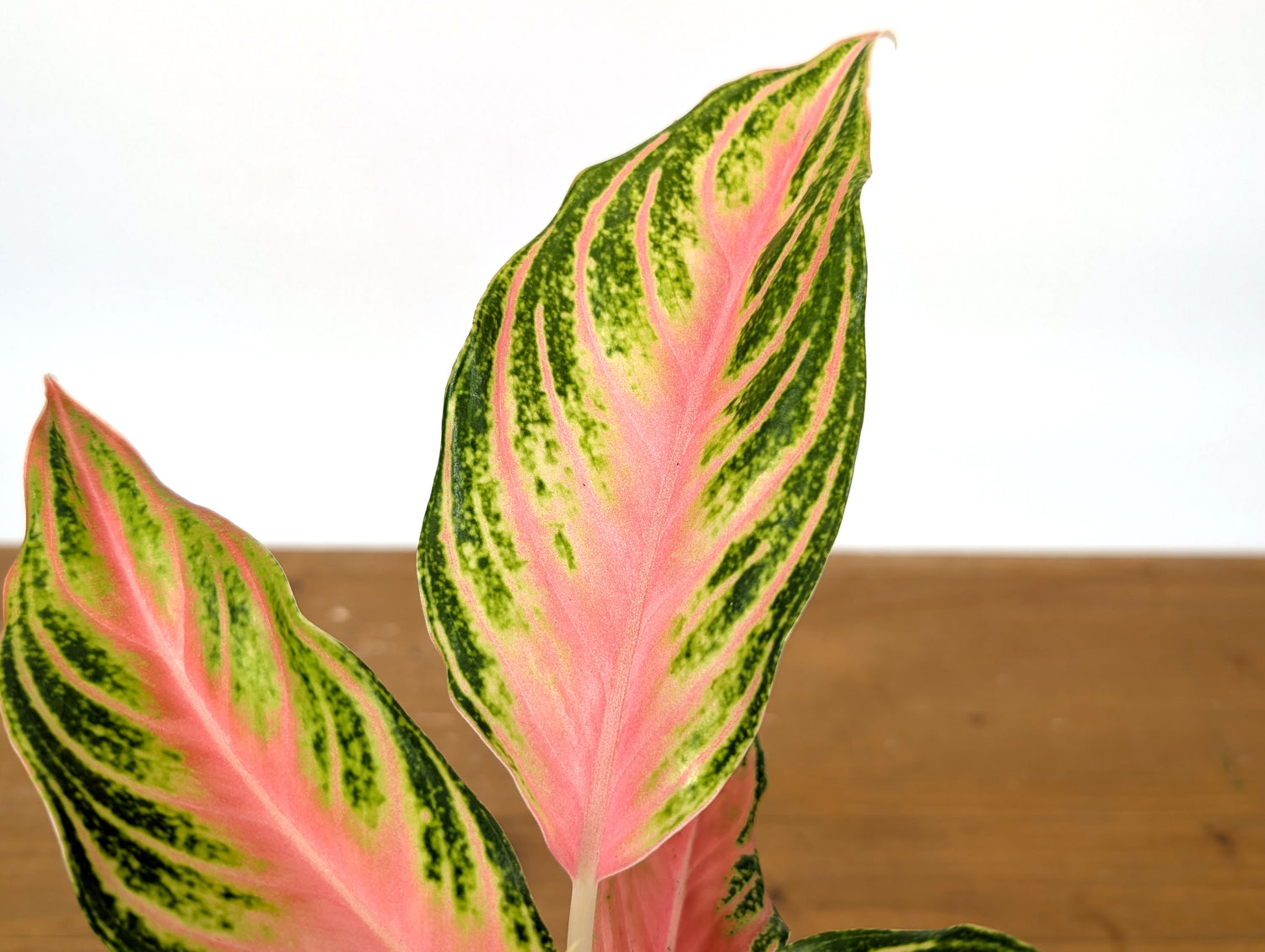 Aglaonema Pink Panama