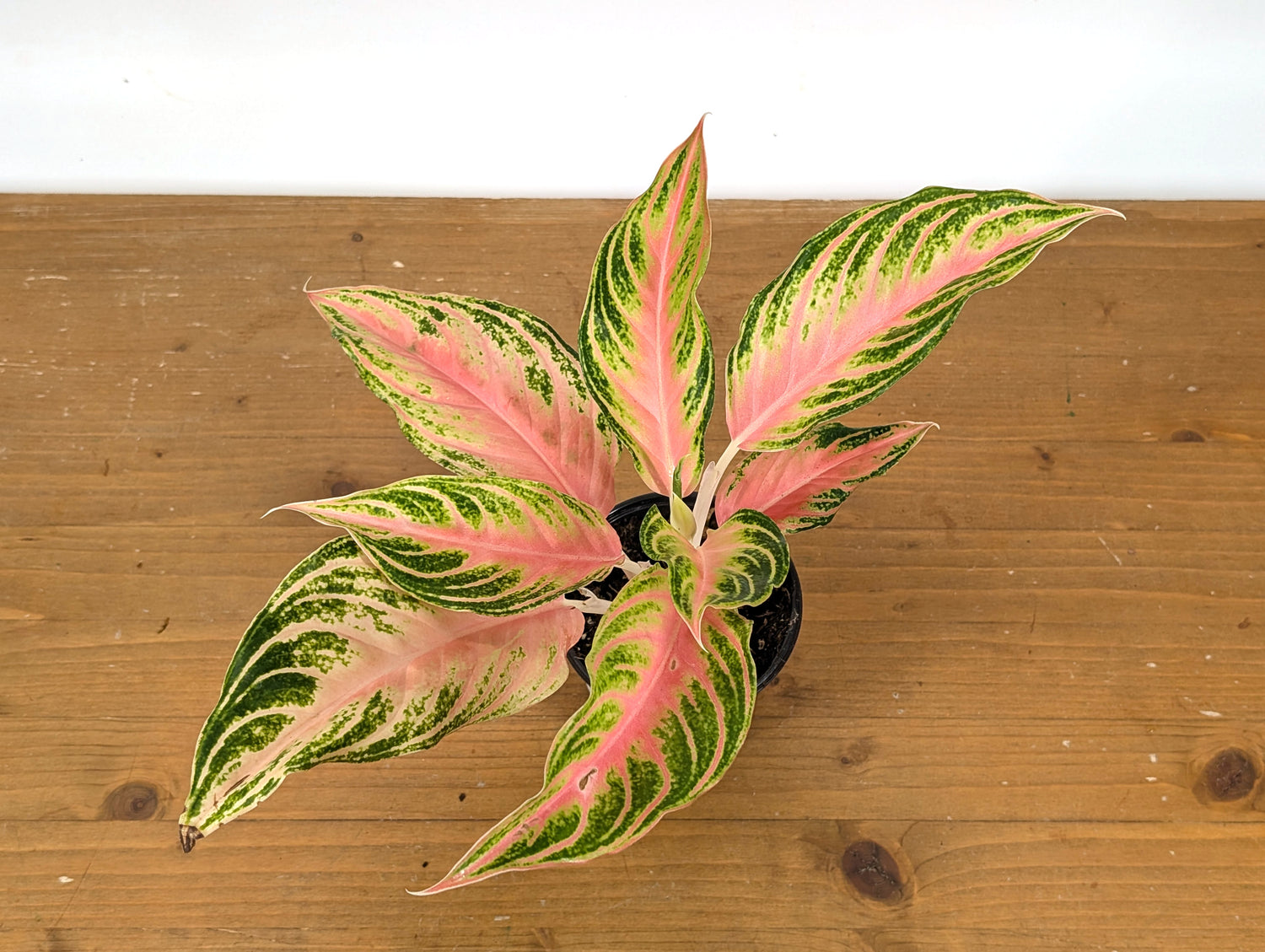 Aglaonema Pink Panama