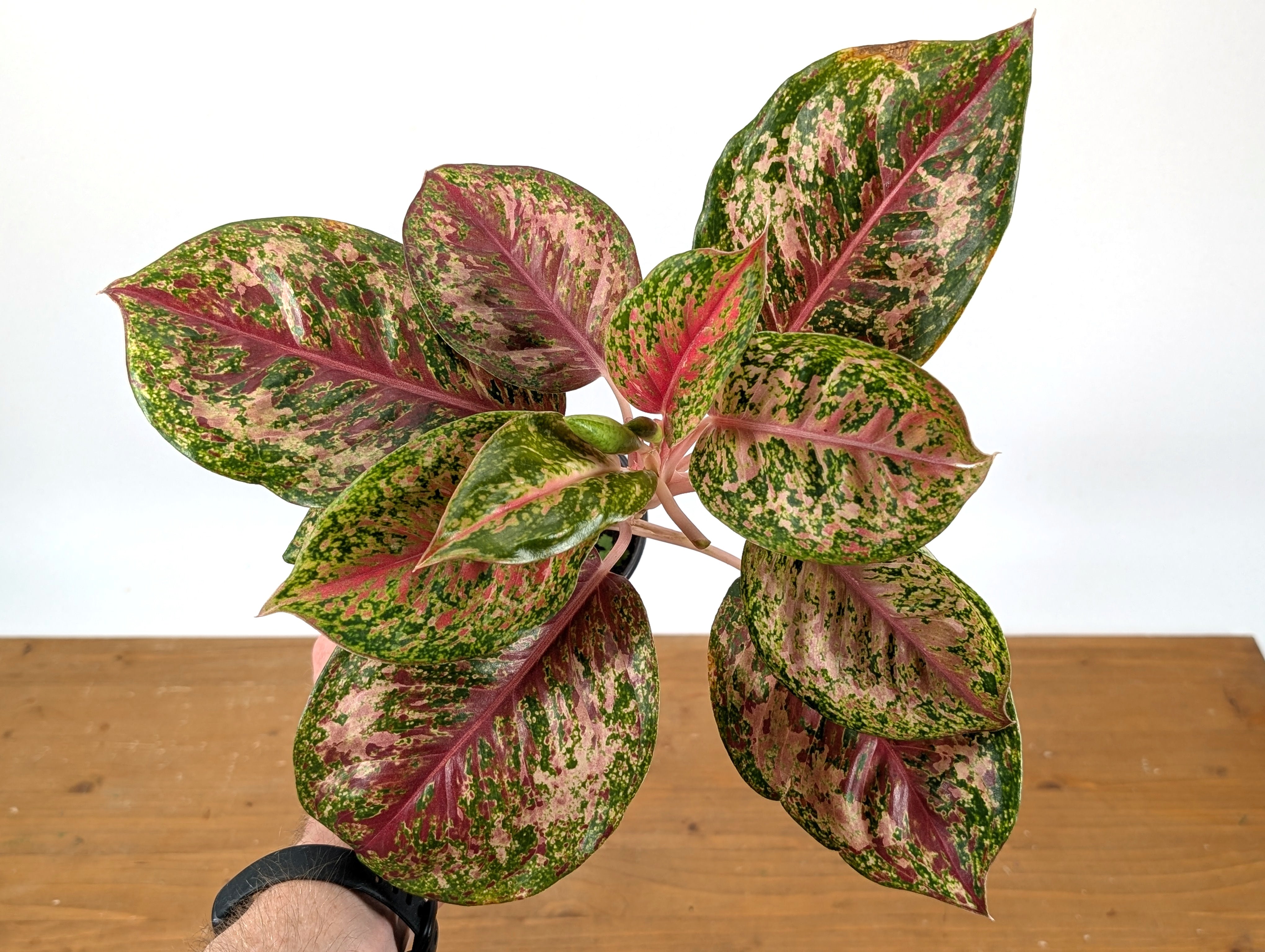 aglaonema platinums Aglaonema Platinum Karat
