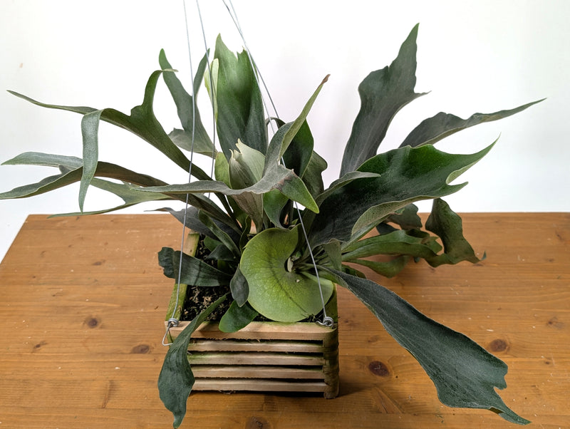 Staghorn Fern Wood Crate Basket - Platycerium bifurcatum