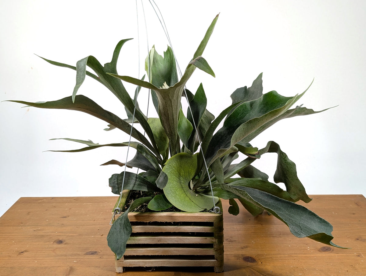 Staghorn Fern Wood Crate Basket - Platycerium bifurcatum