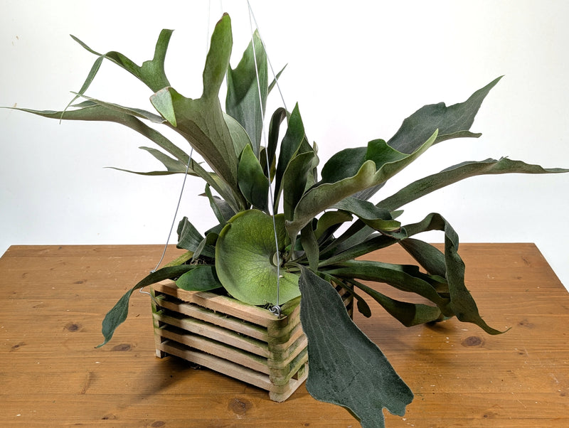 Staghorn Fern Wood Crate Basket - Platycerium bifurcatum