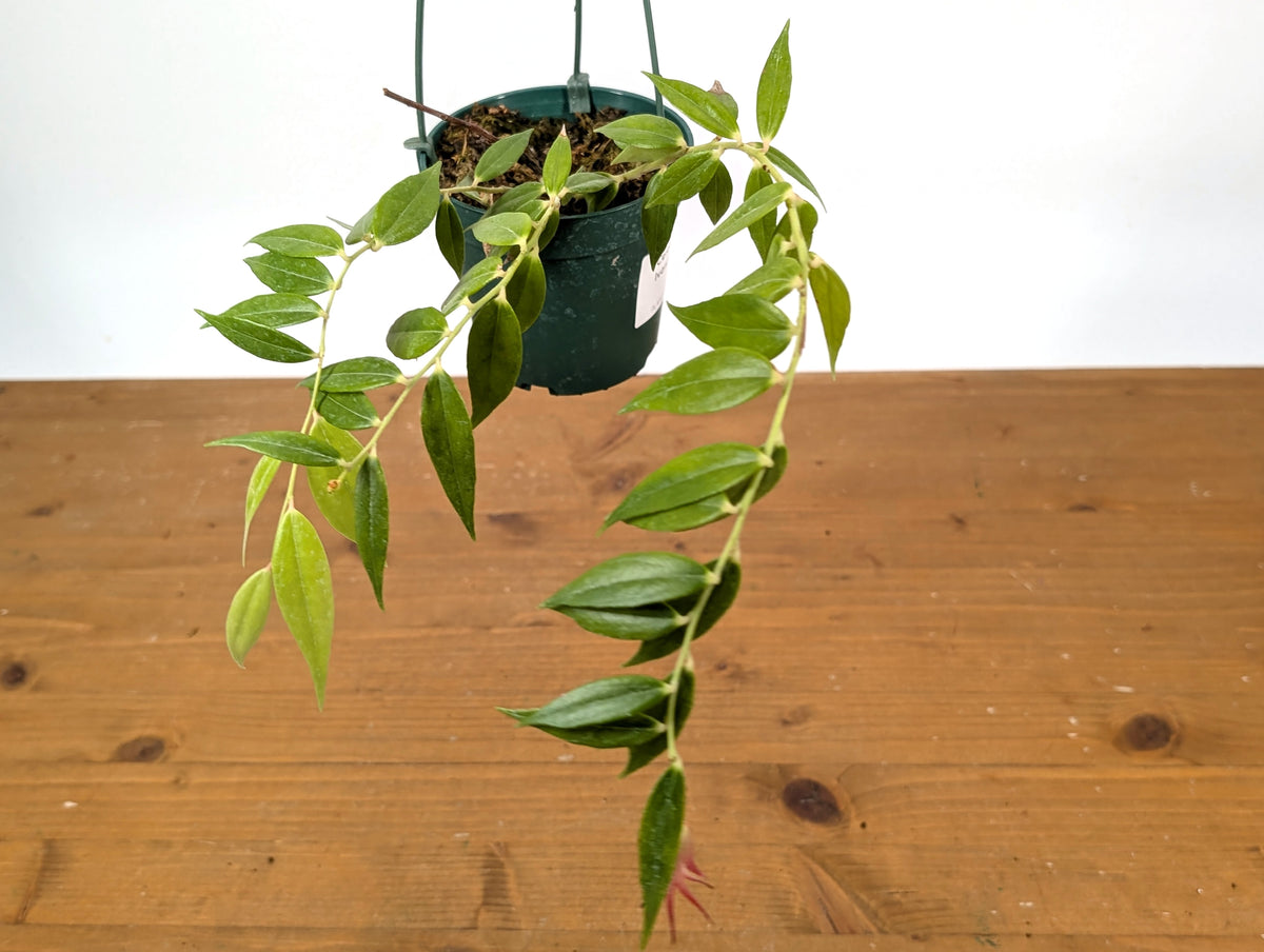 Ceratostema Ivanportillae