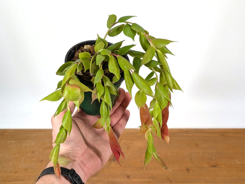 Ceratostema Gualaquizensis var. tubularis