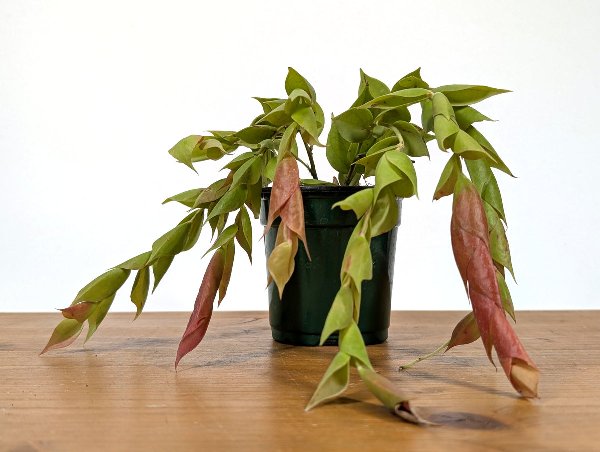 Ceratostema Gualaquizensis var. tubularis