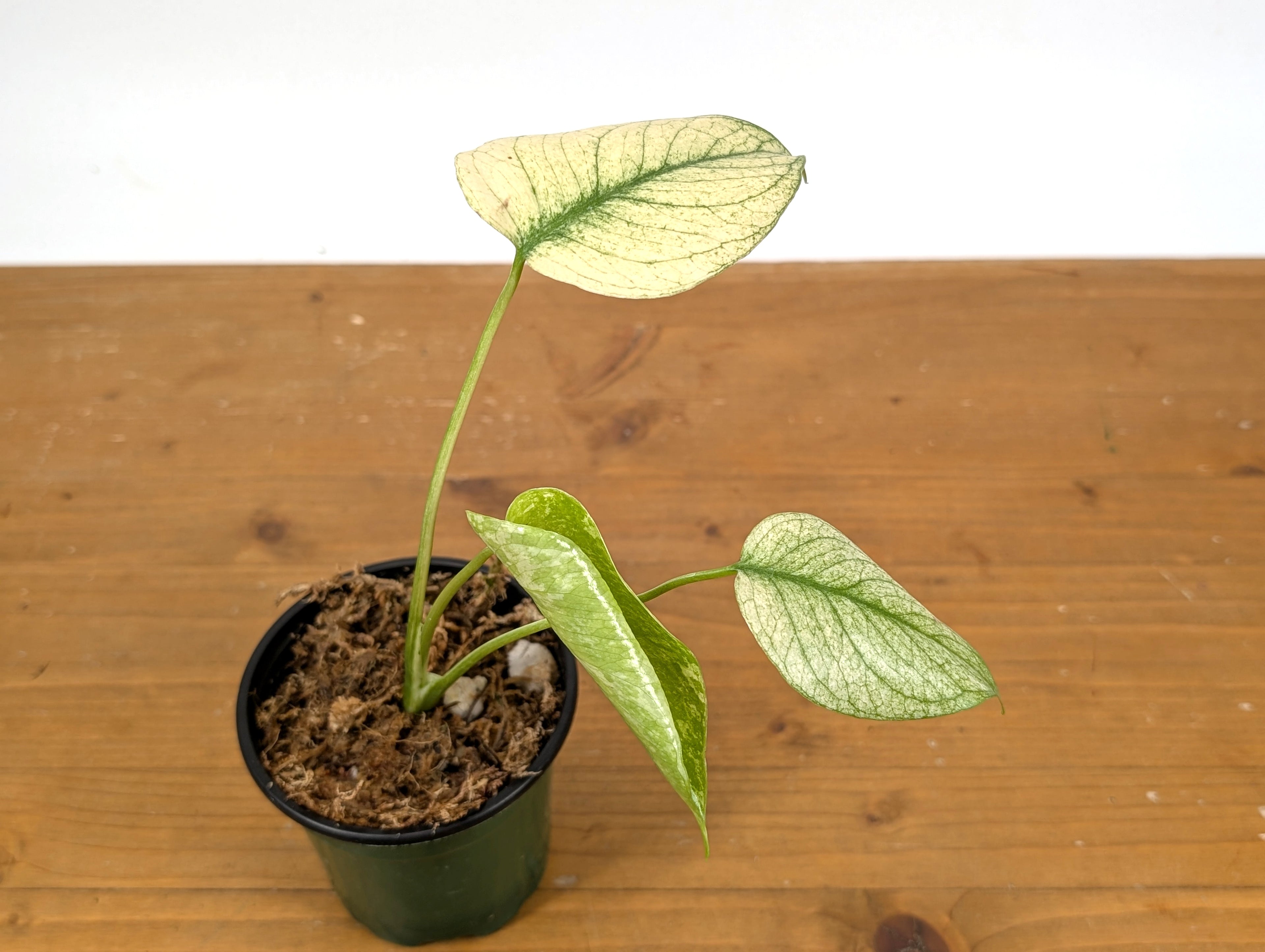 Monstera White Monster Exact Plant