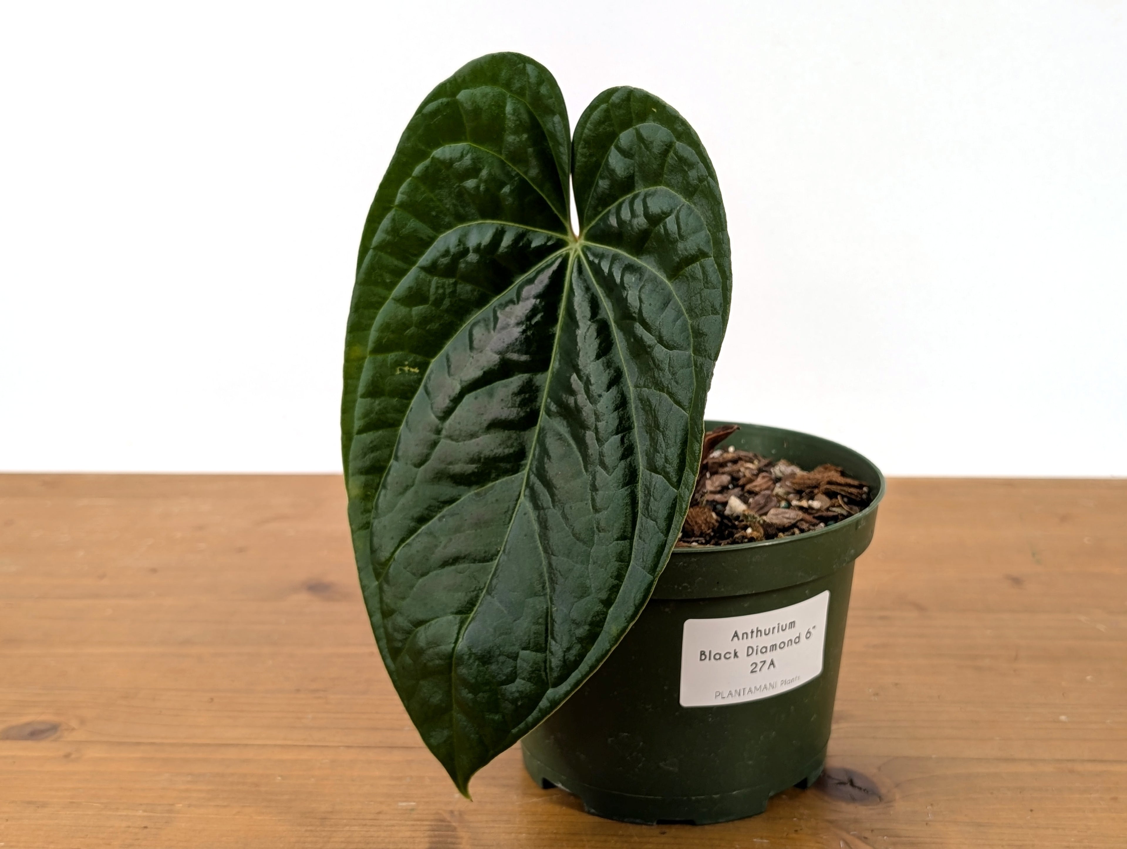 Anthurium Black Diamond (Regale x Luxurians)
