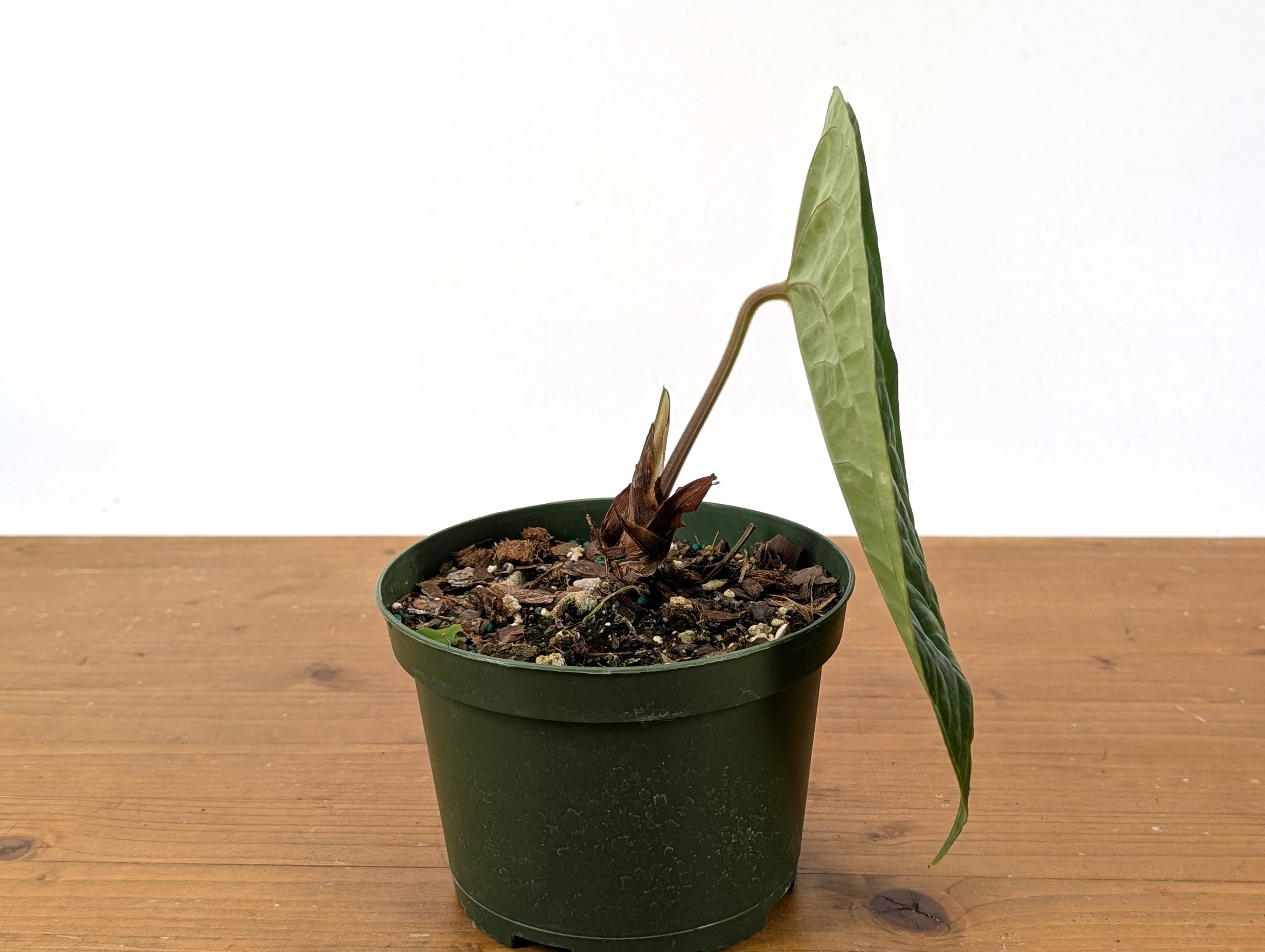 Anthurium Black Diamond (Regale x Luxurians)