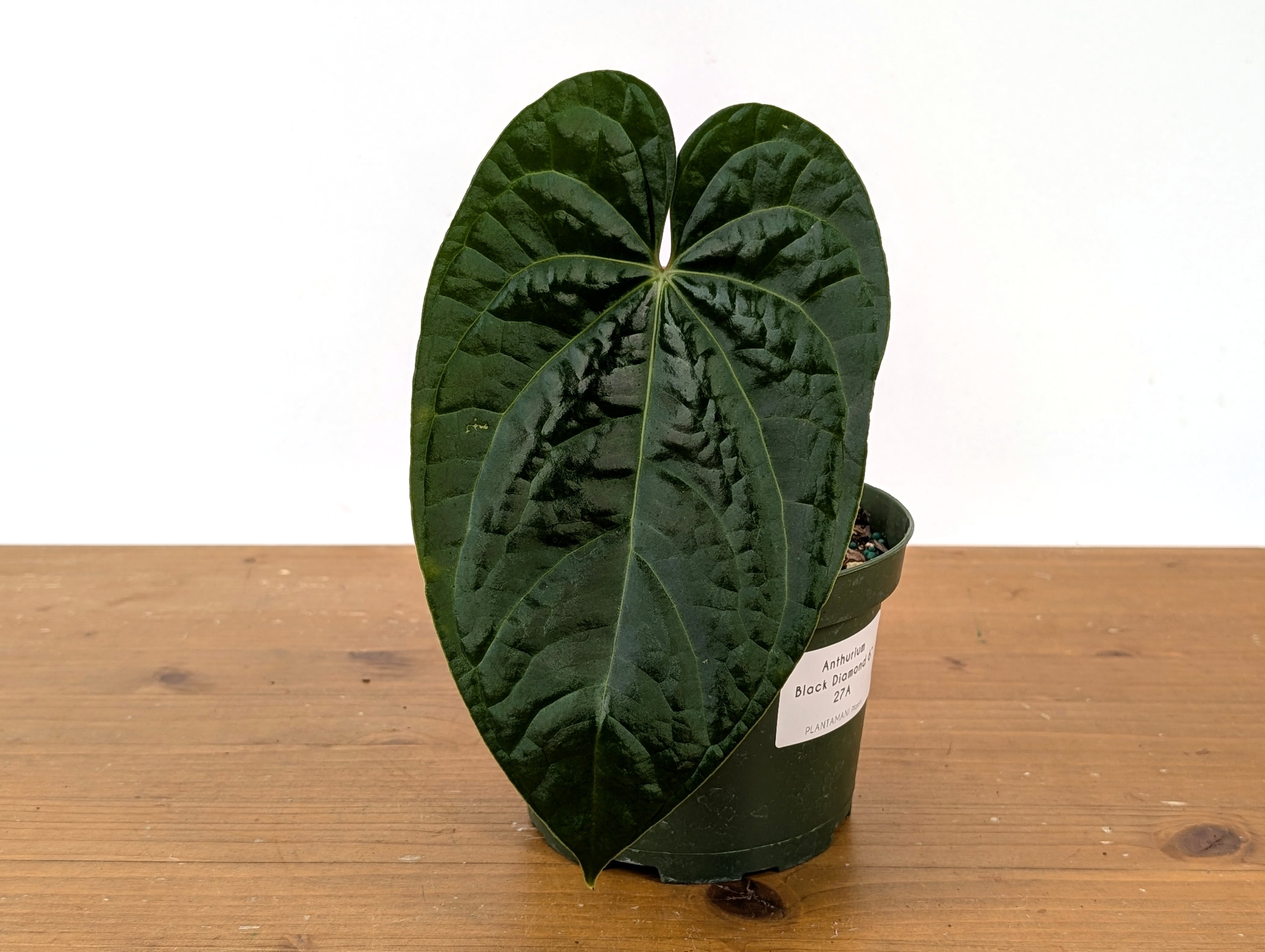Anthurium Black Diamond (Regale x Luxurians)