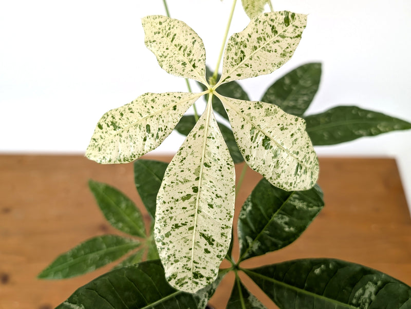 'Milky Way' Variegated Money Tree - Pachira Glabra