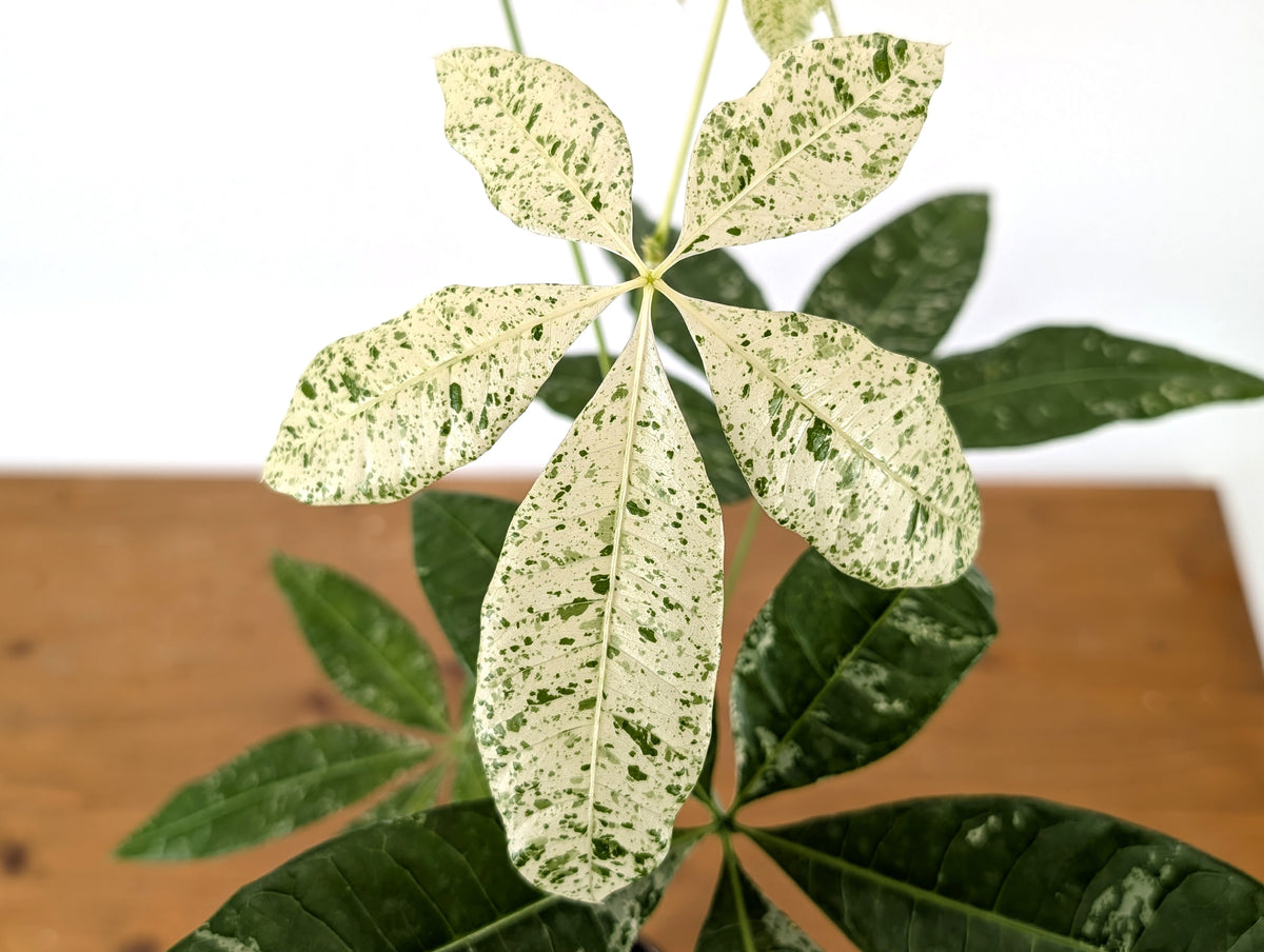 'Milky Way' Variegated Money Tree - Pachira Glabra