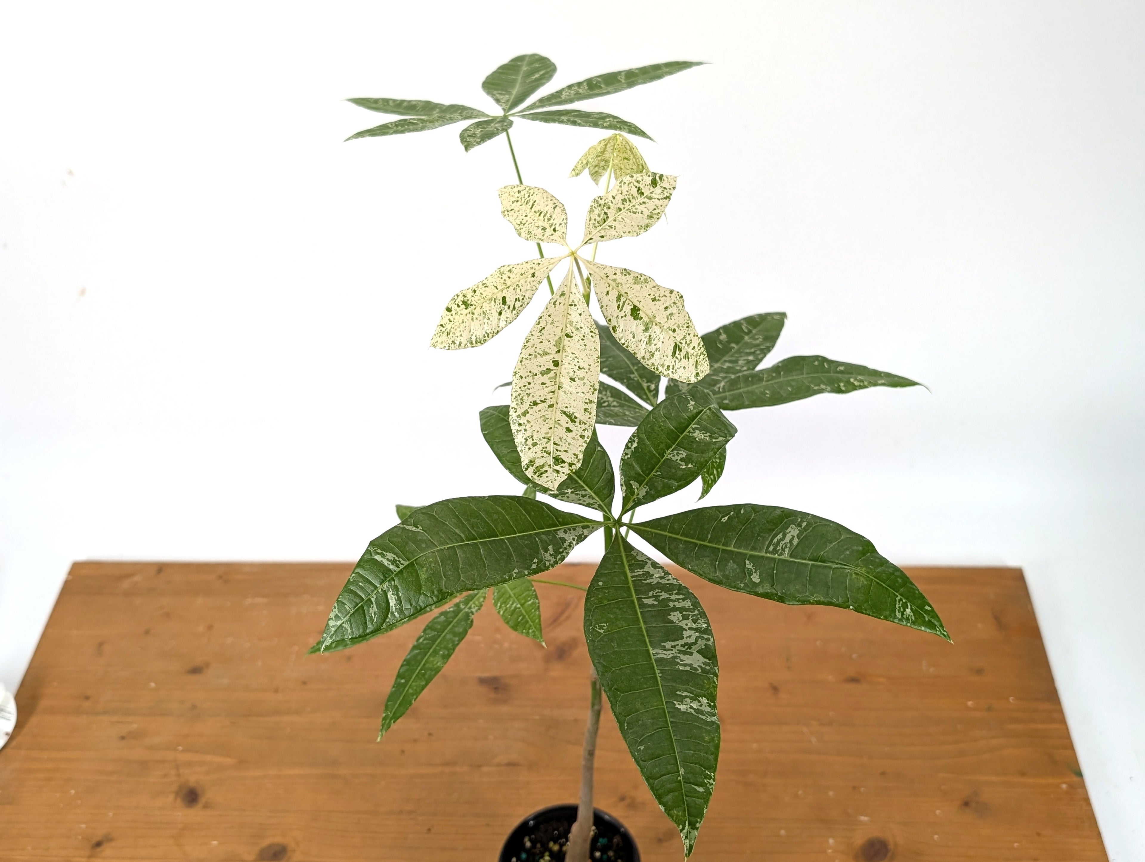 Variegated Money Tree (Pachira) Albo