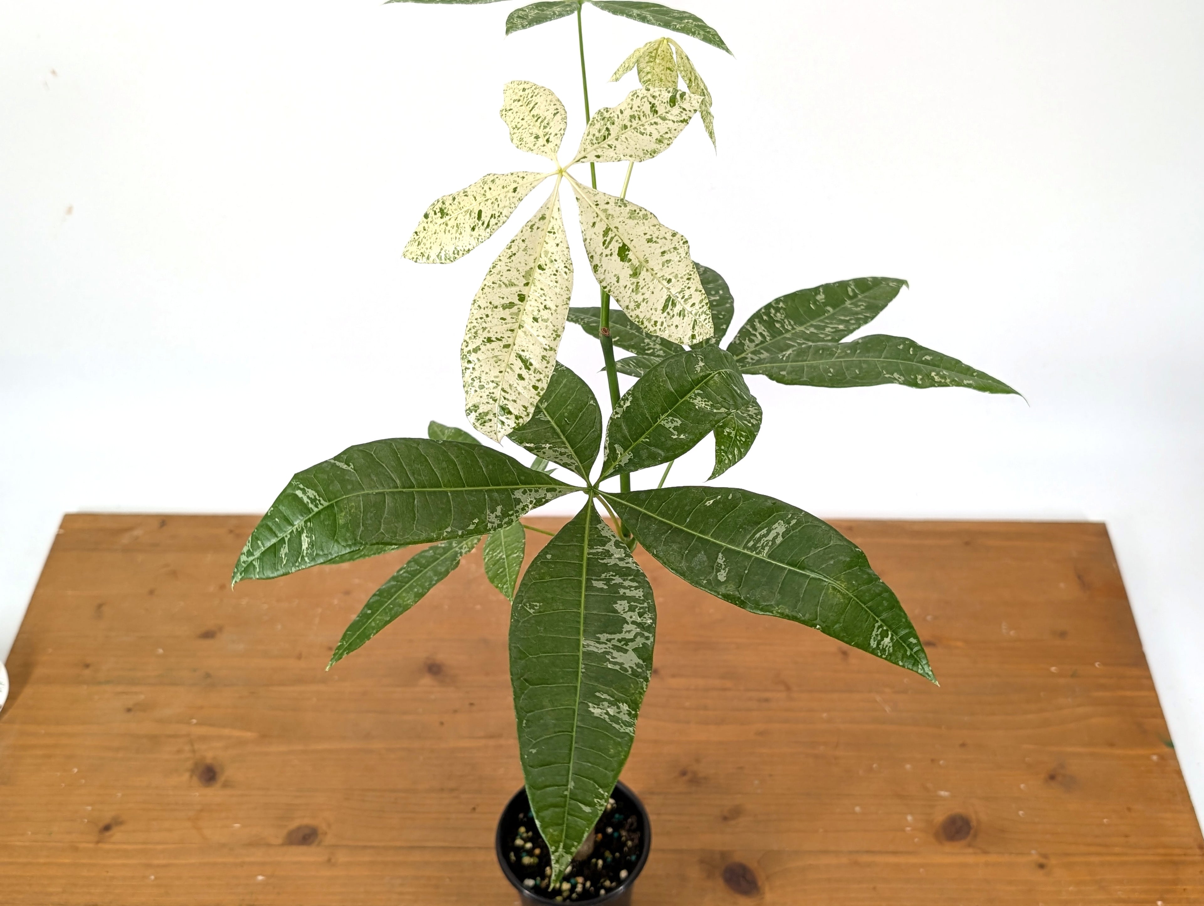 Variegated Money Tree (Pachira) Albo