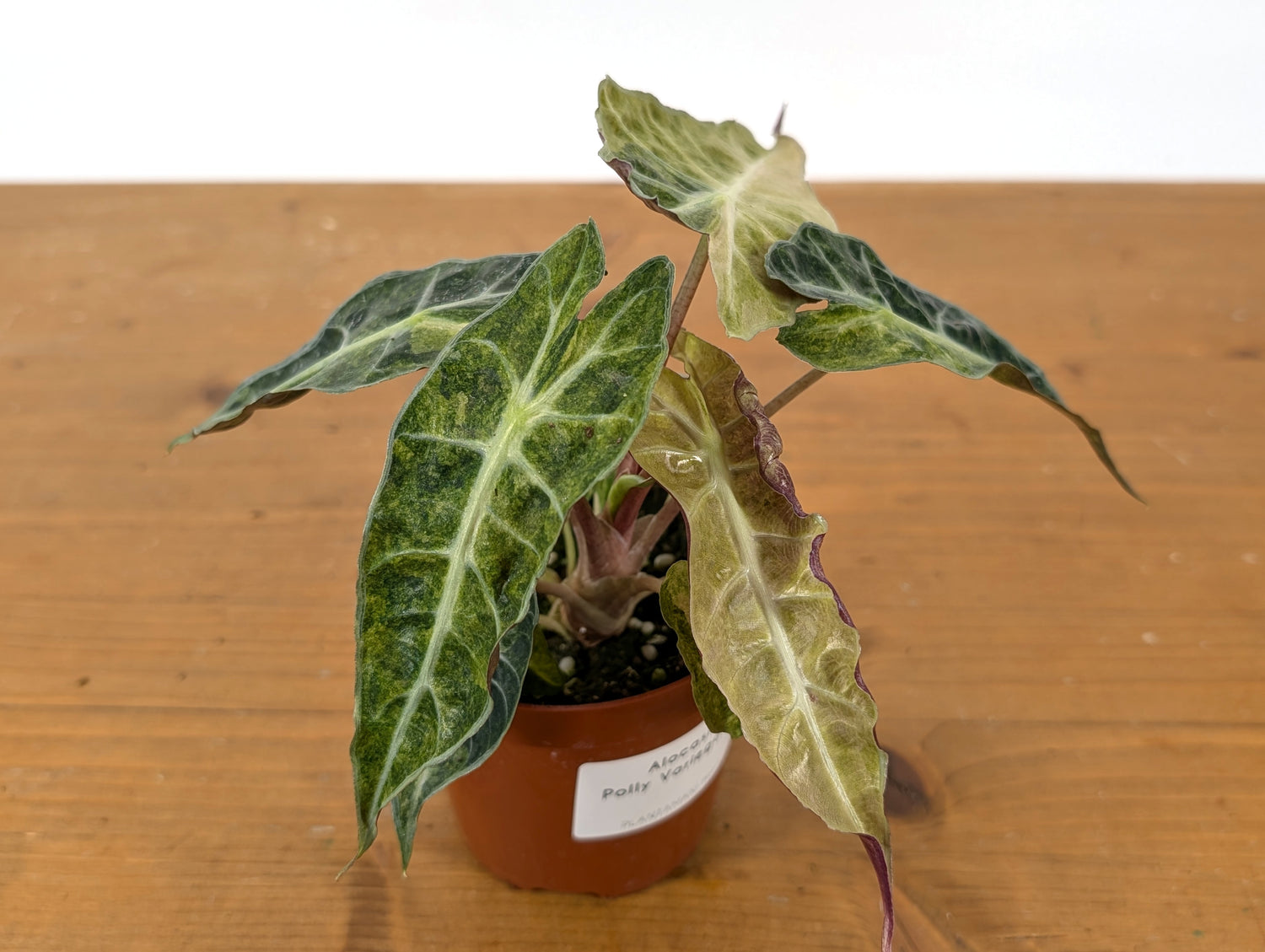 Alocasia Polly Variegated Ghost Mint
