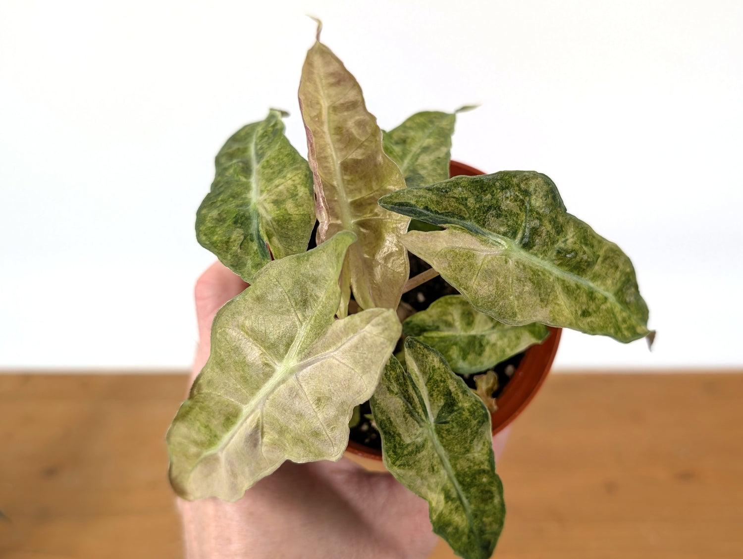 Alocasia Polly Variegated Ghost Mint